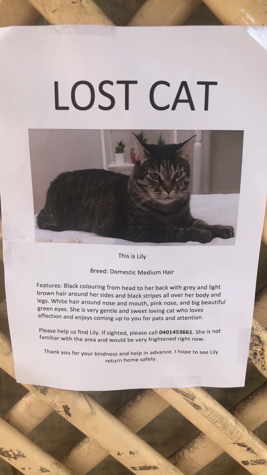 Lost cat Ascot / Hendra Area r/brisbane