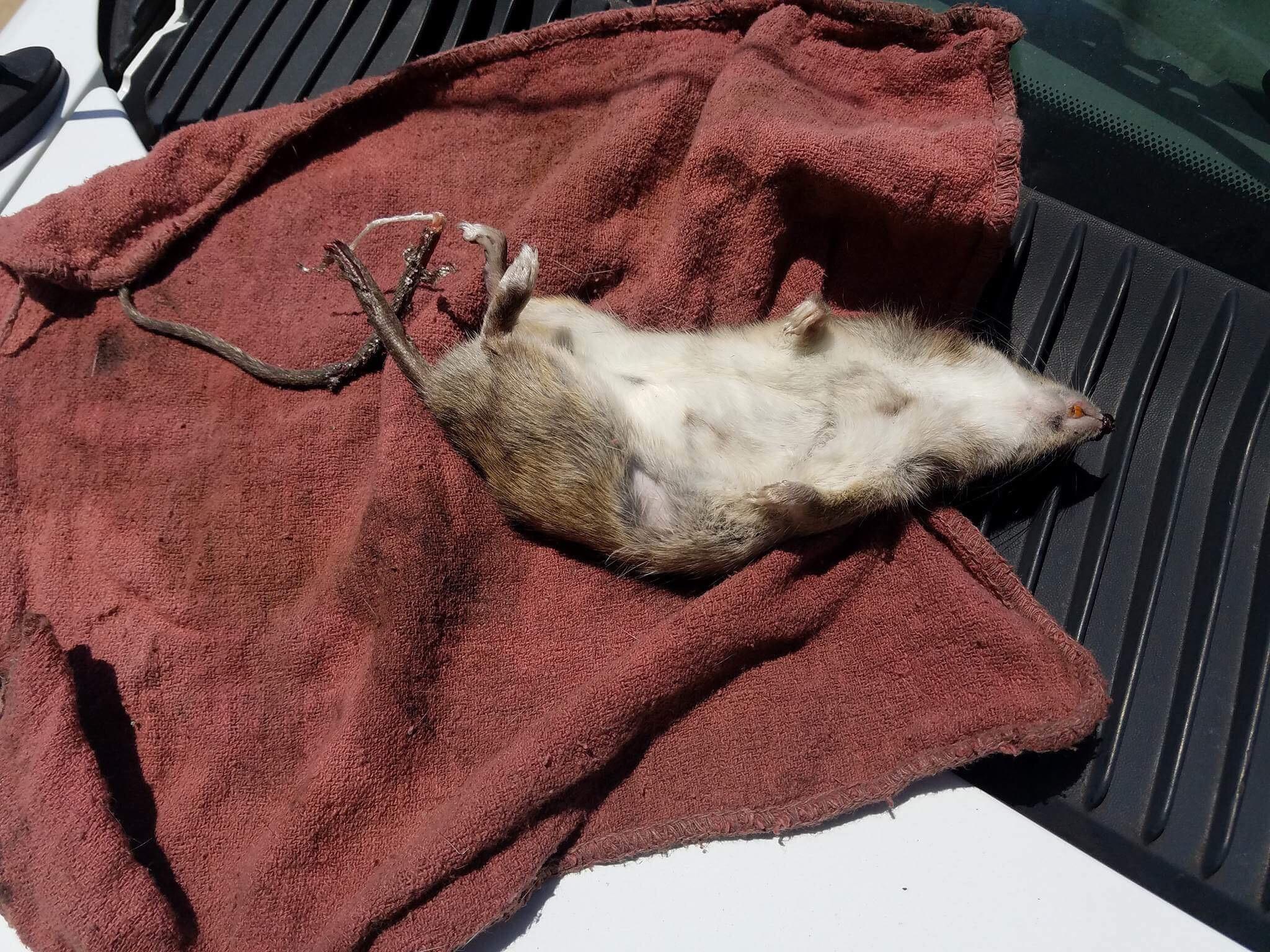 One of my friends is a mechanic at Sears and he found this rat inside