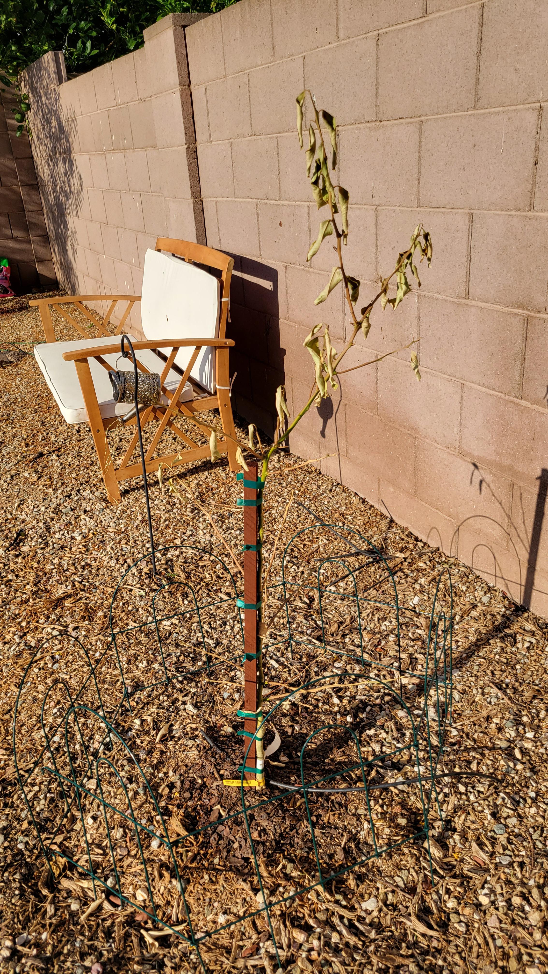 Help! Lemon Tree is dry even watering it everyday gardening