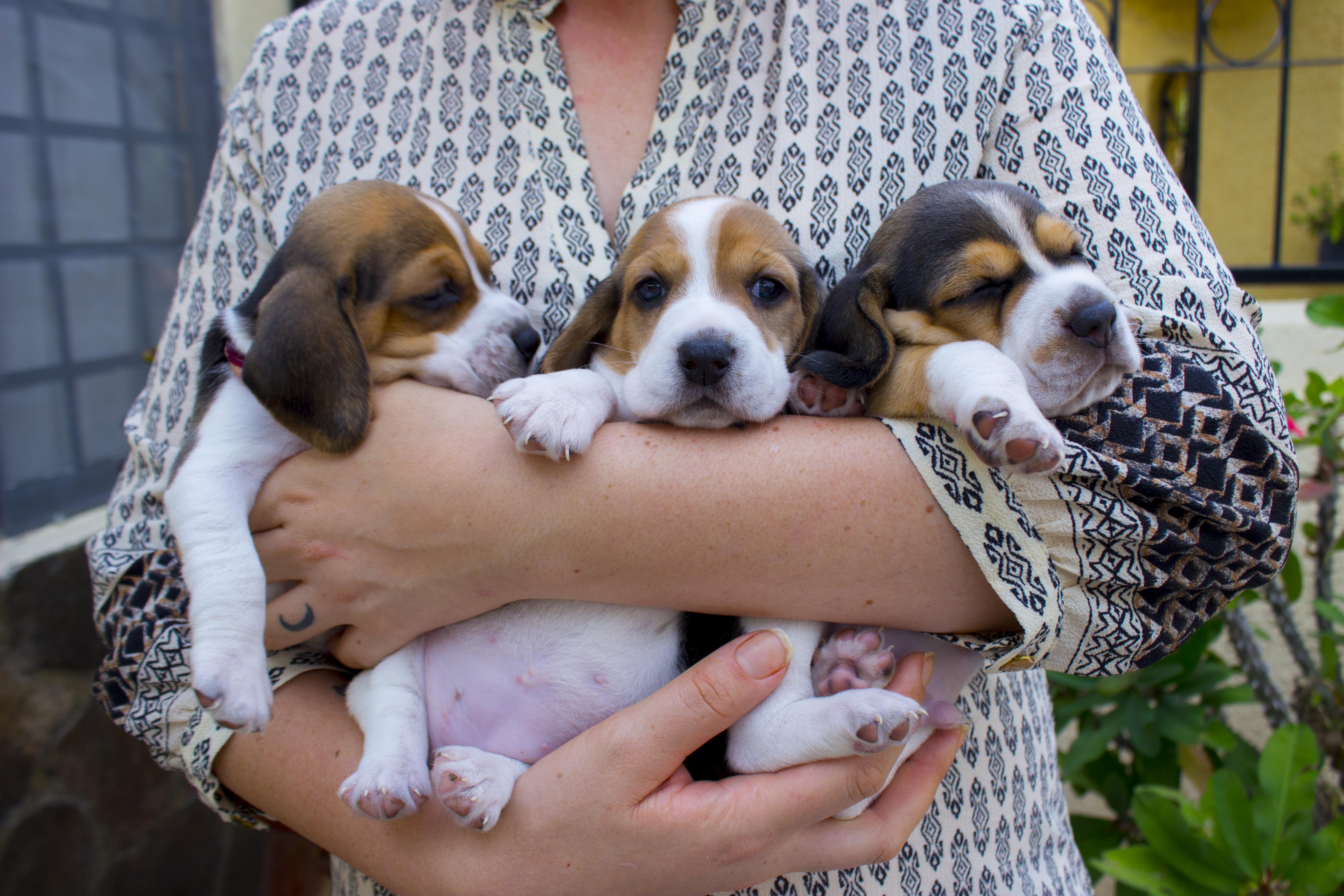 Beagle puppies! r/beagle