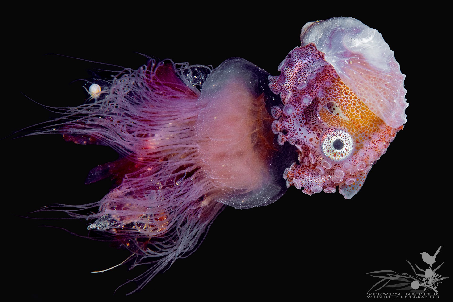 Symbiotic relationship between jellyfish and argonaut r