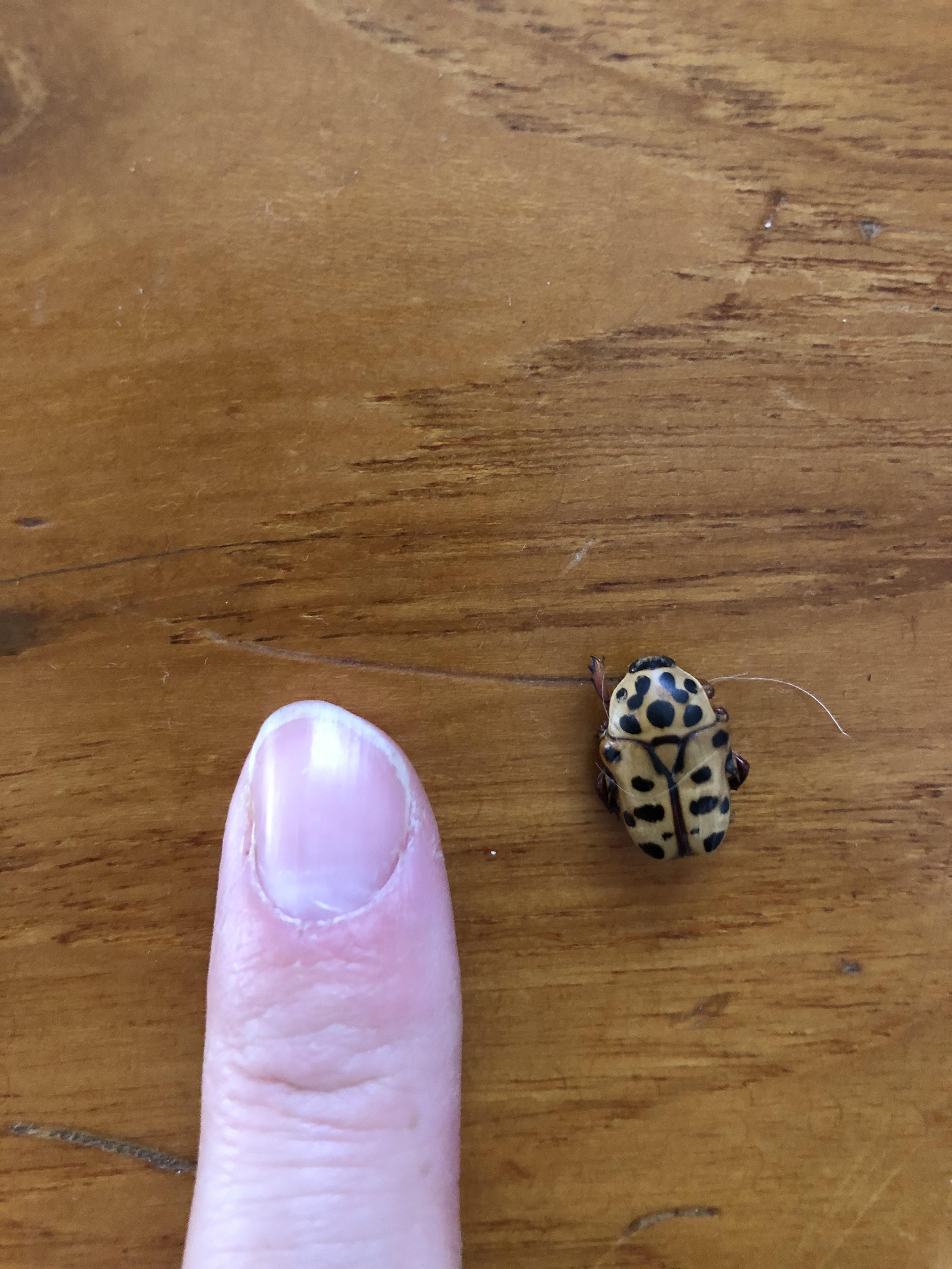 Beetle about 10mm long, found in NSW, Australia. Like a Christmas