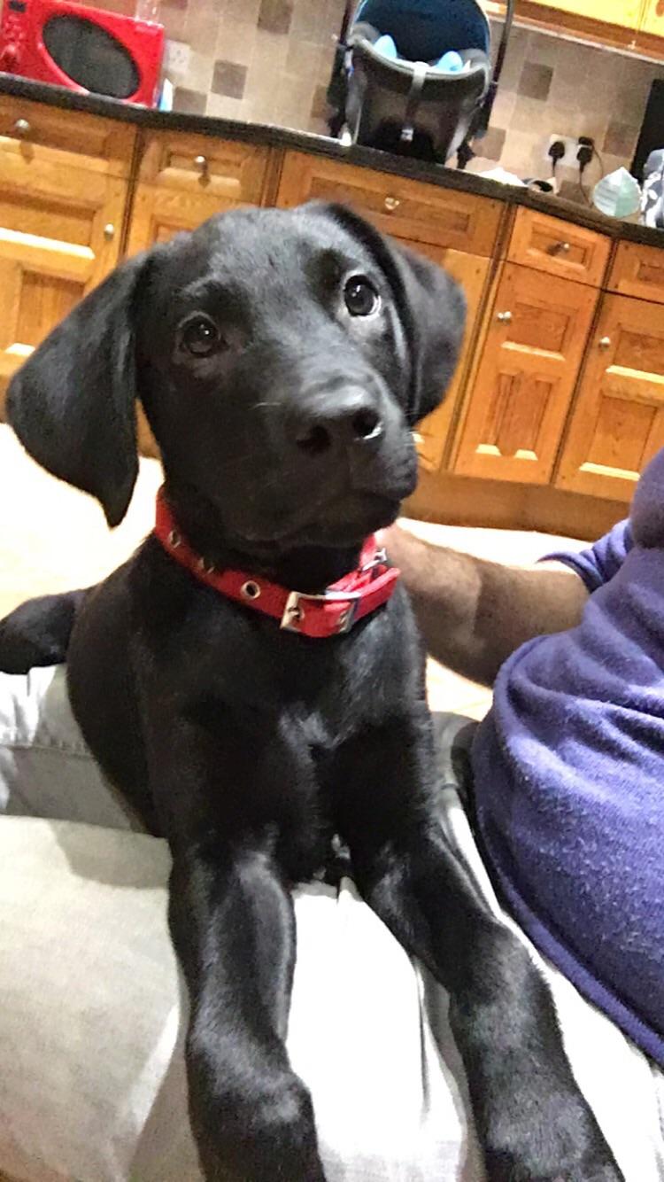 Meet Otis, our handsome black lab puppy r/dogpictures