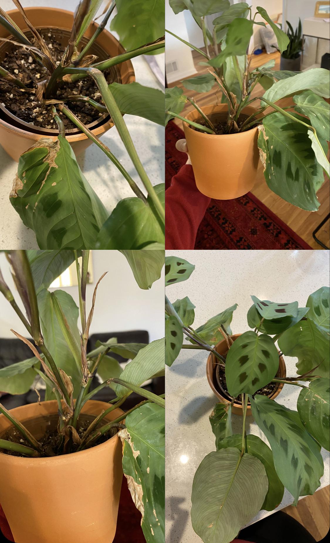 Is my prayer plant doomed? Doesn’t close at night and some stems are