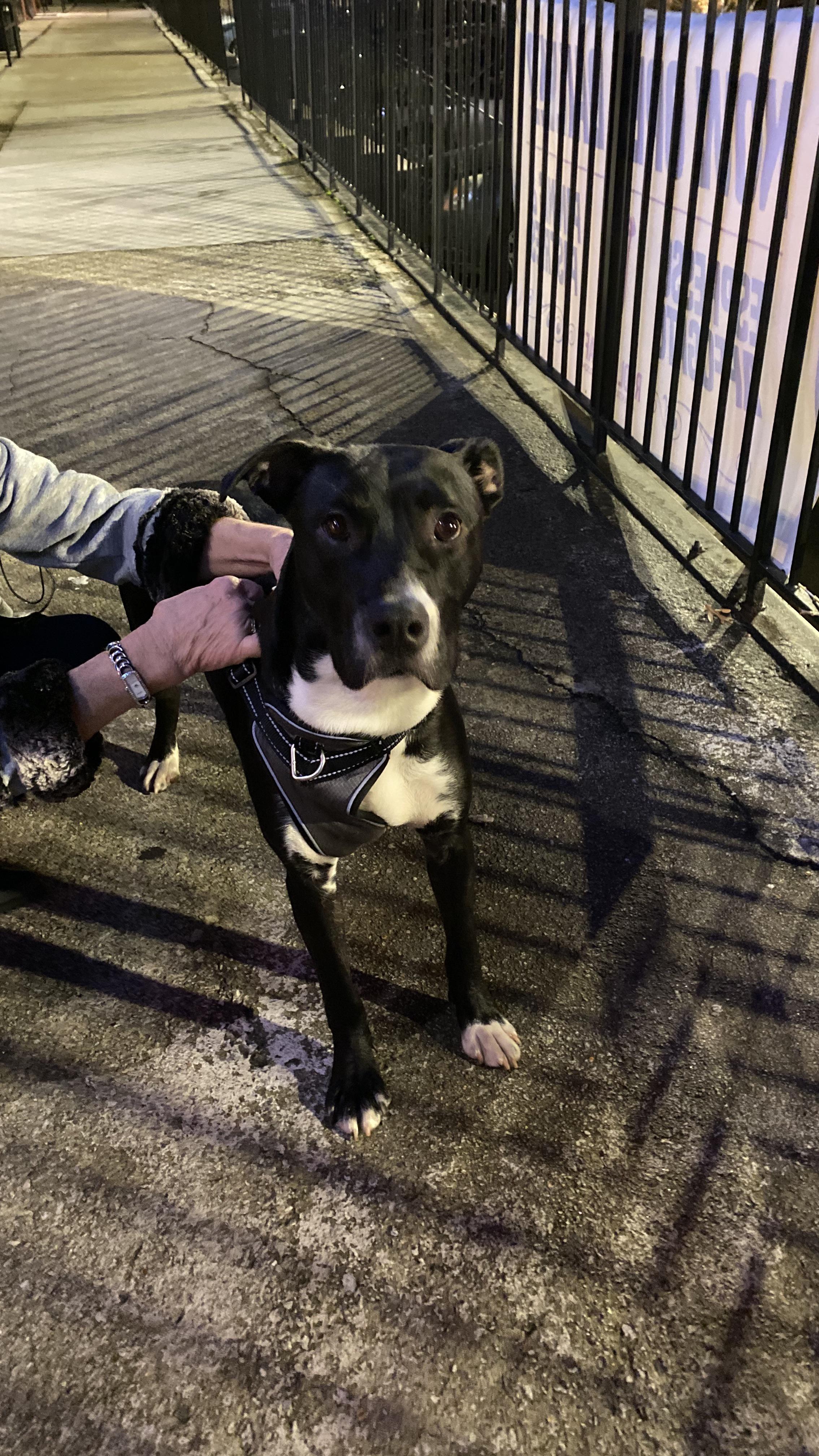 Lost dog found at Red Light Café, Midtown Atlanta r/Atlanta