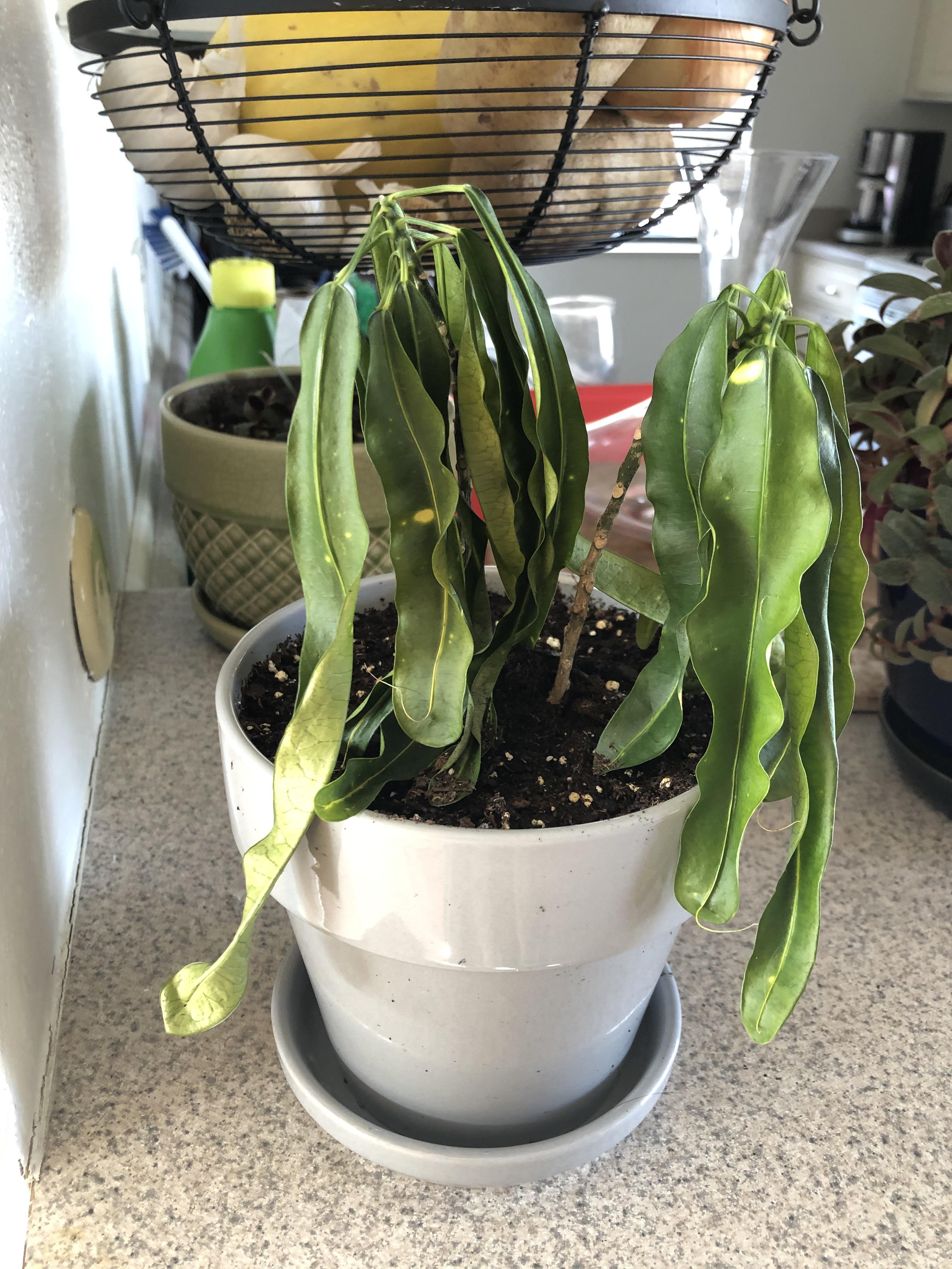 What is this sad droopy plant? Leaves are somewhat waxy