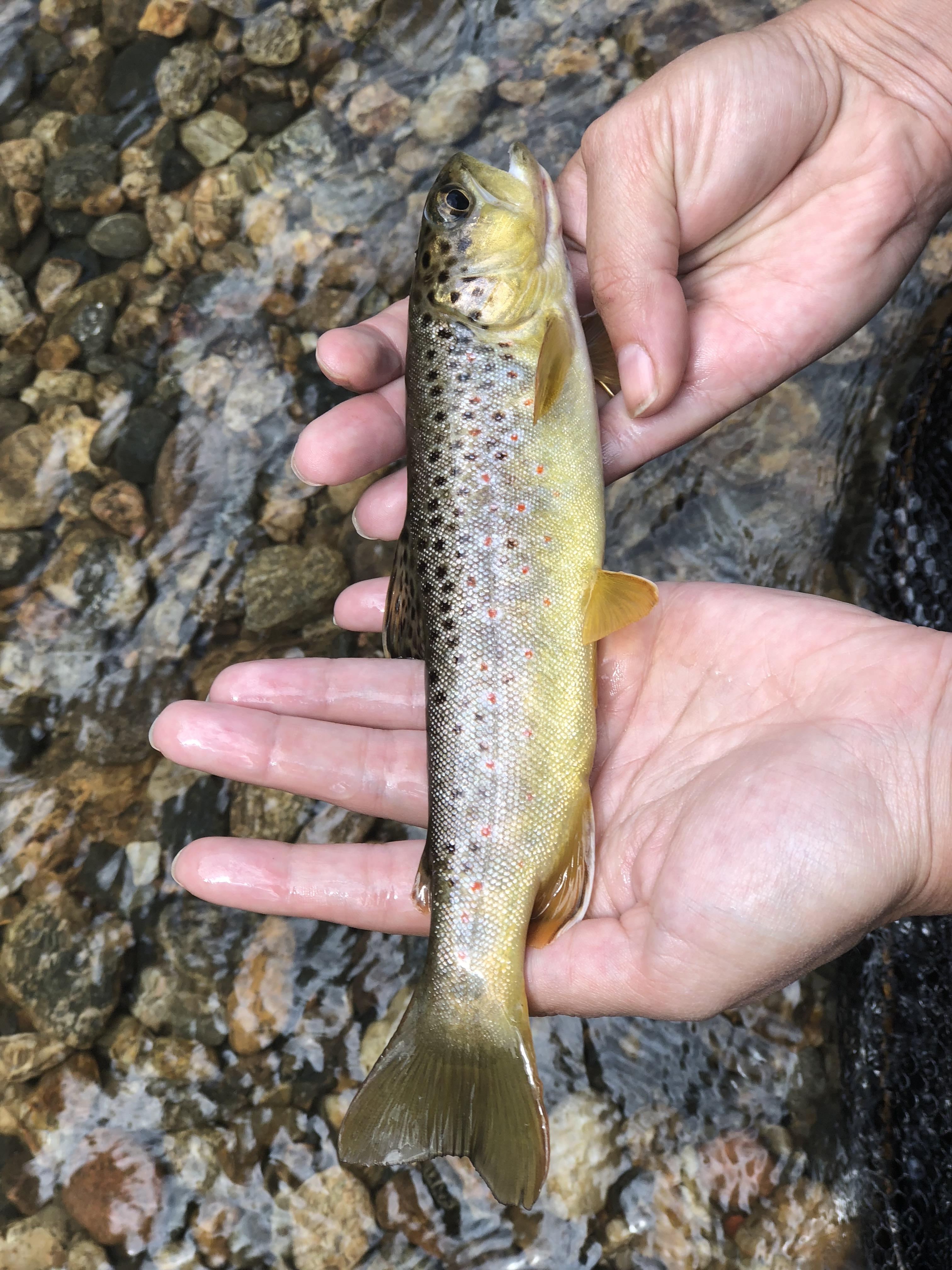 Little Brown Trout caught in Clear Creek r/COfishing
