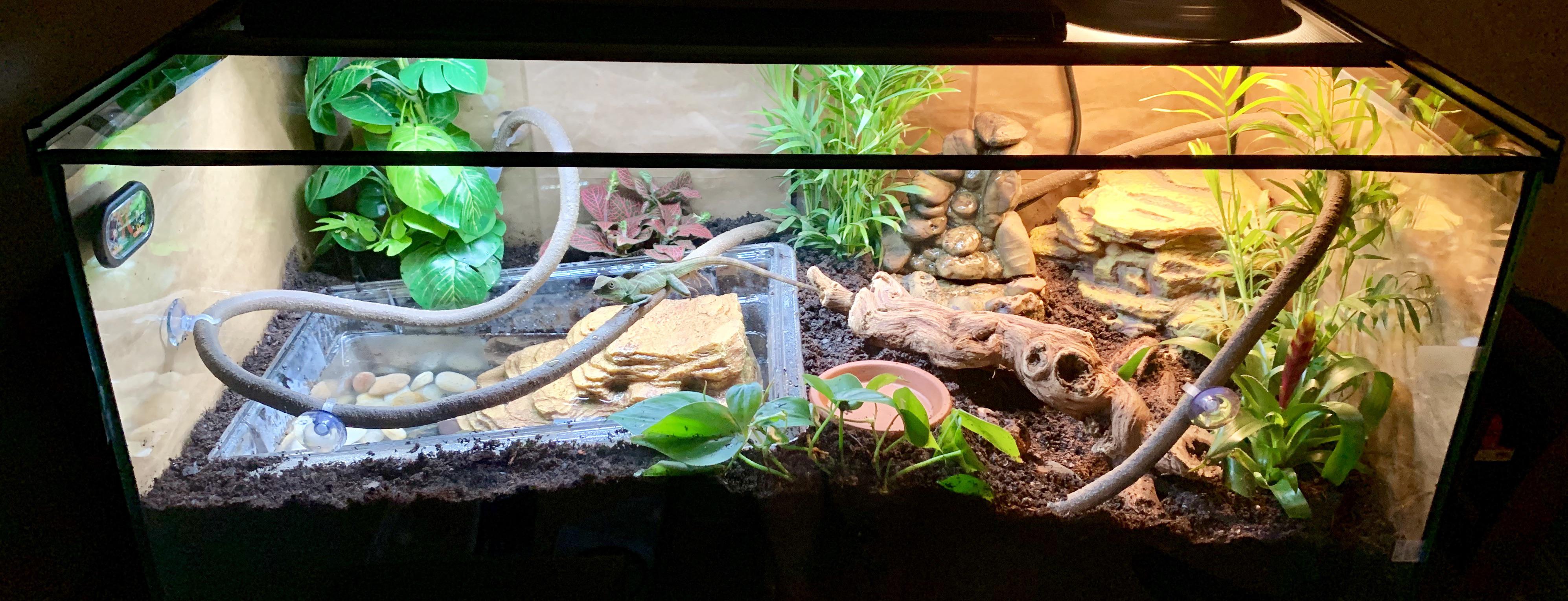 Our new Chinese Water Dragon’s home. Lizards