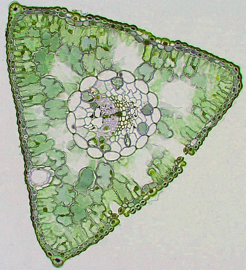 Cross Section of a Pine Needle [854 x 936] r/ThingsCutInHalfPorn