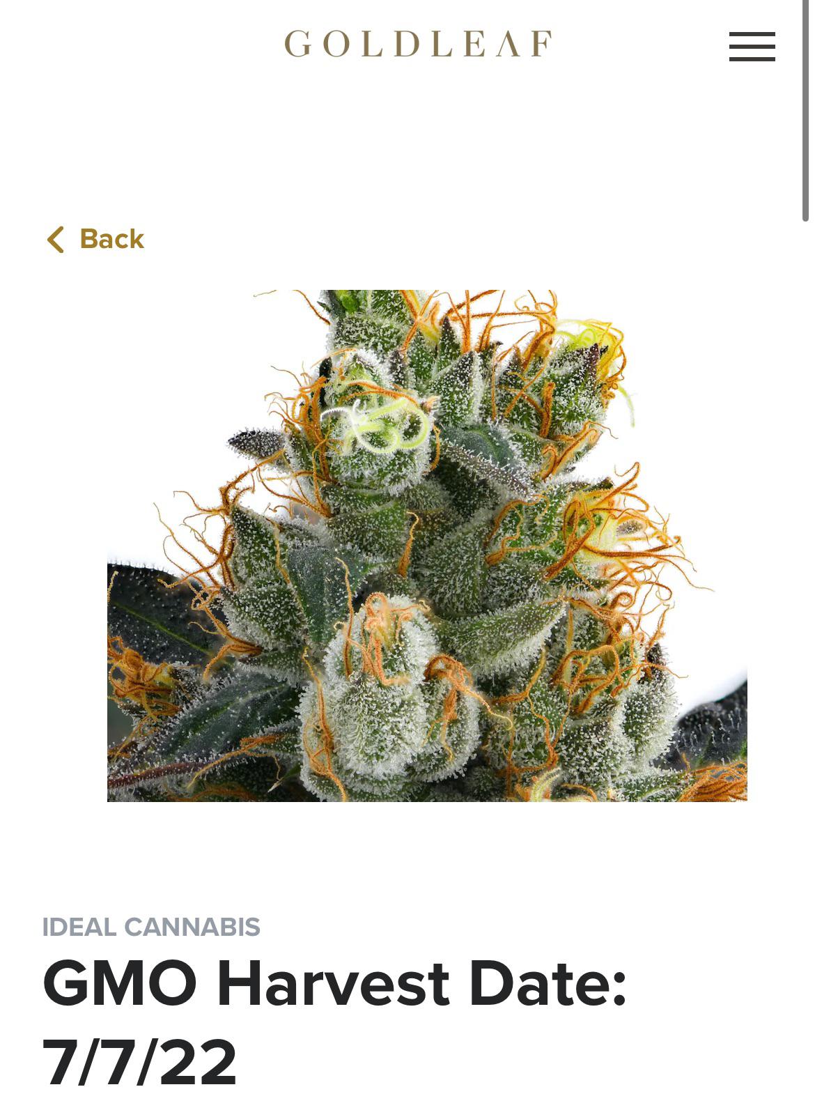 GMO gold leaf second order of the strain. r/FLMedicalTrees