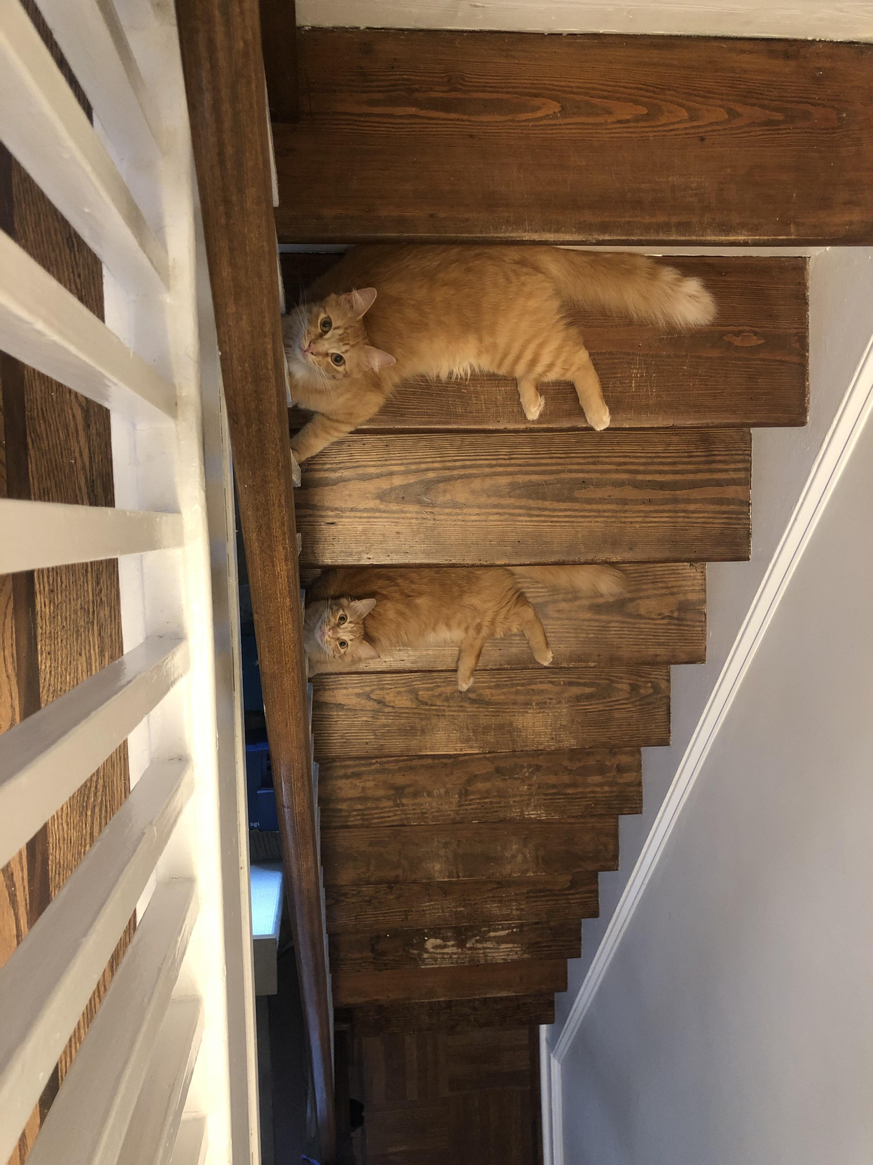 stair cats r/cats