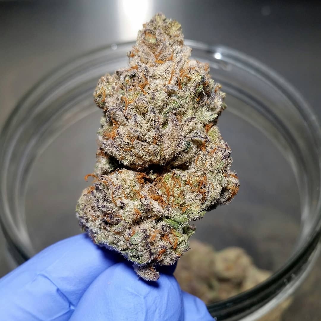 Grape pie x ogkb x dolato (culture seed co) ran with a single salt mix