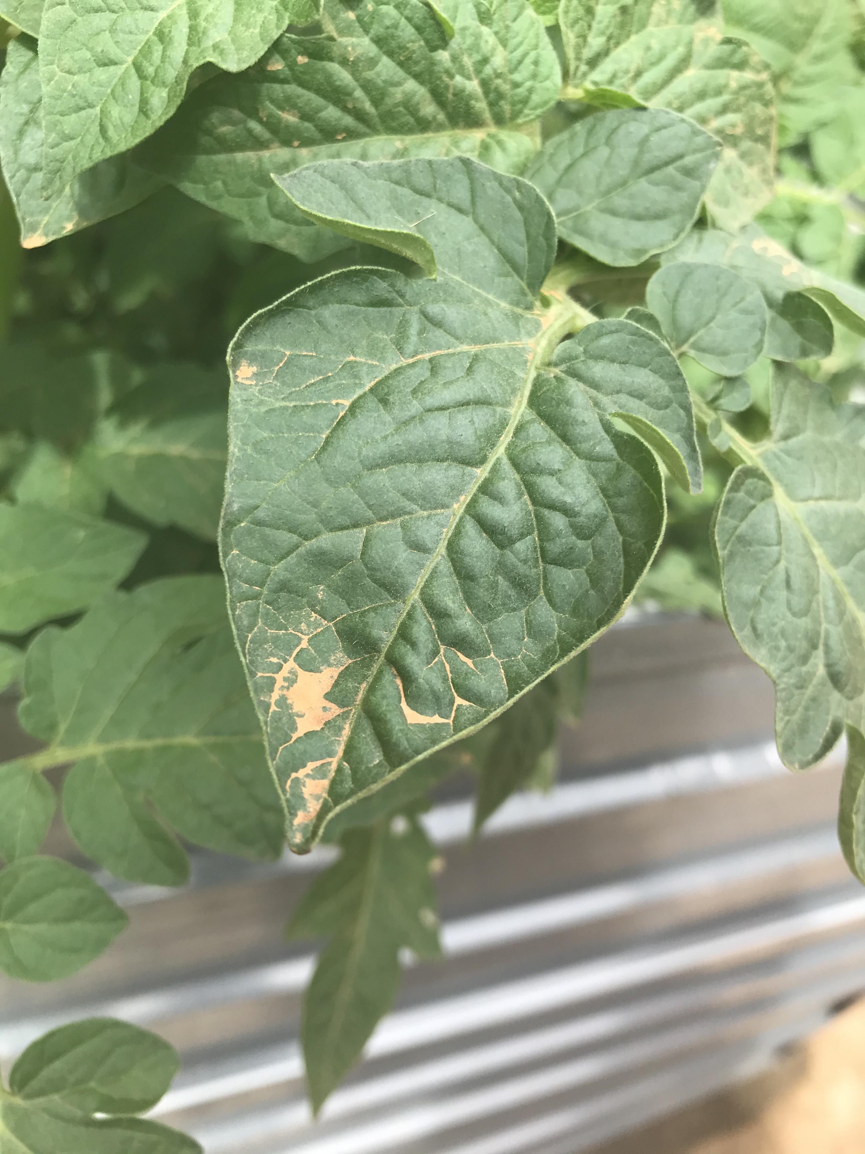Orange residue on all my plants after the rain yesterday. r/melbourne
