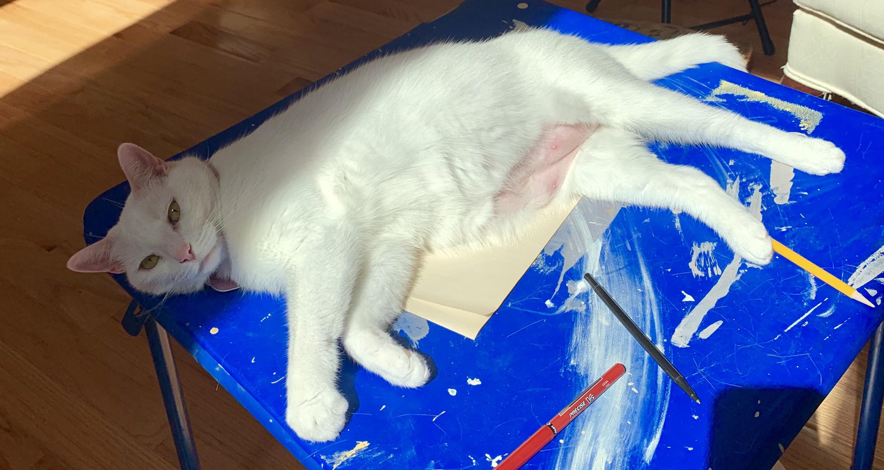 My cat has a pink belly and this was never happened before