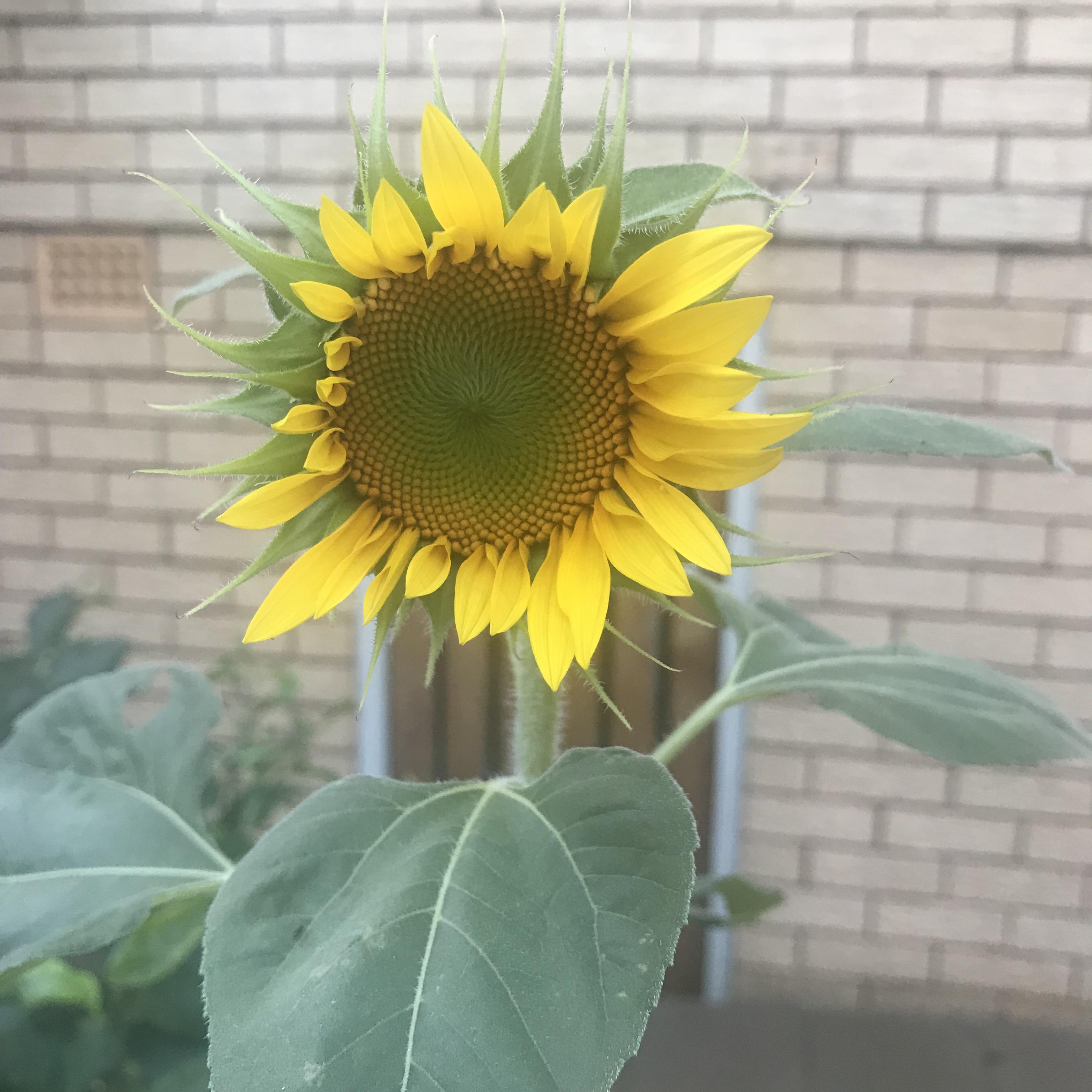 Sunflowers blooming mid autumn (Sydney) r/gardening