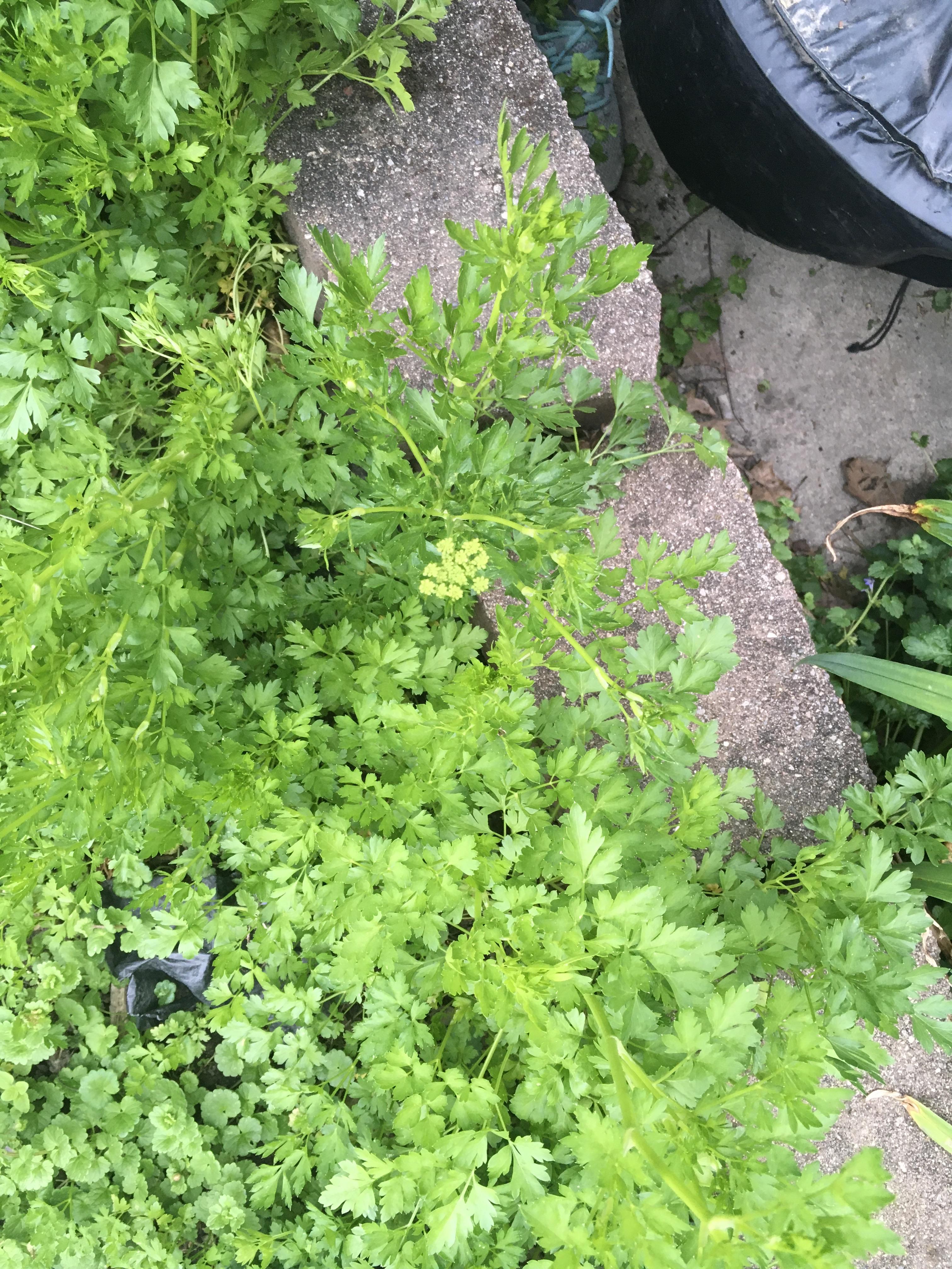 Wild celery or parsley??? It has a stalk like celery but it’s hollow