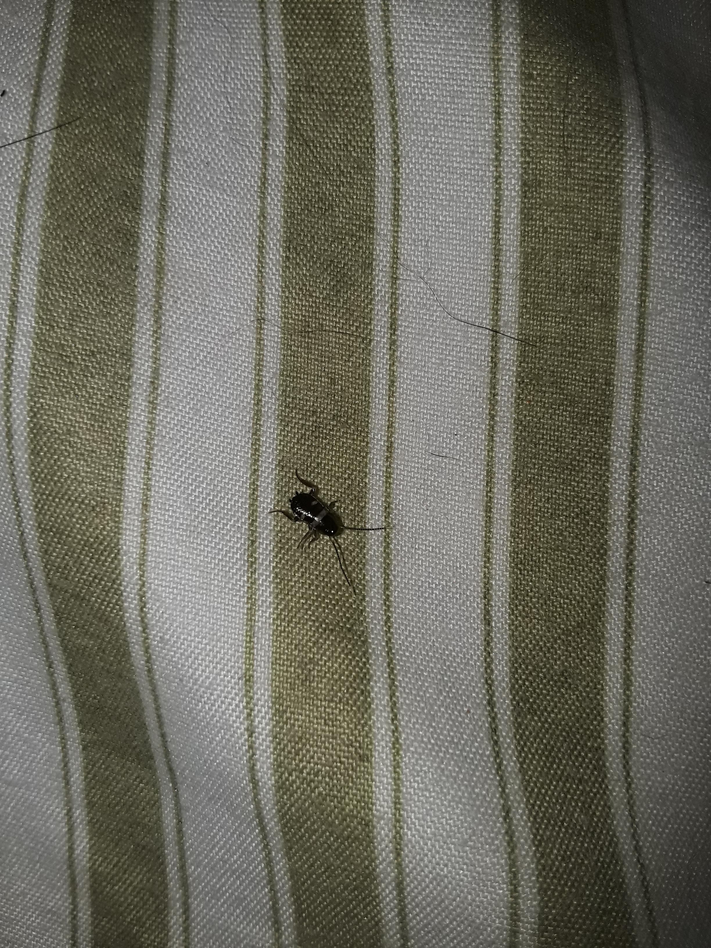 Found on my bed in South Carolina. What is it? Baby roach? r/whatsthisbug