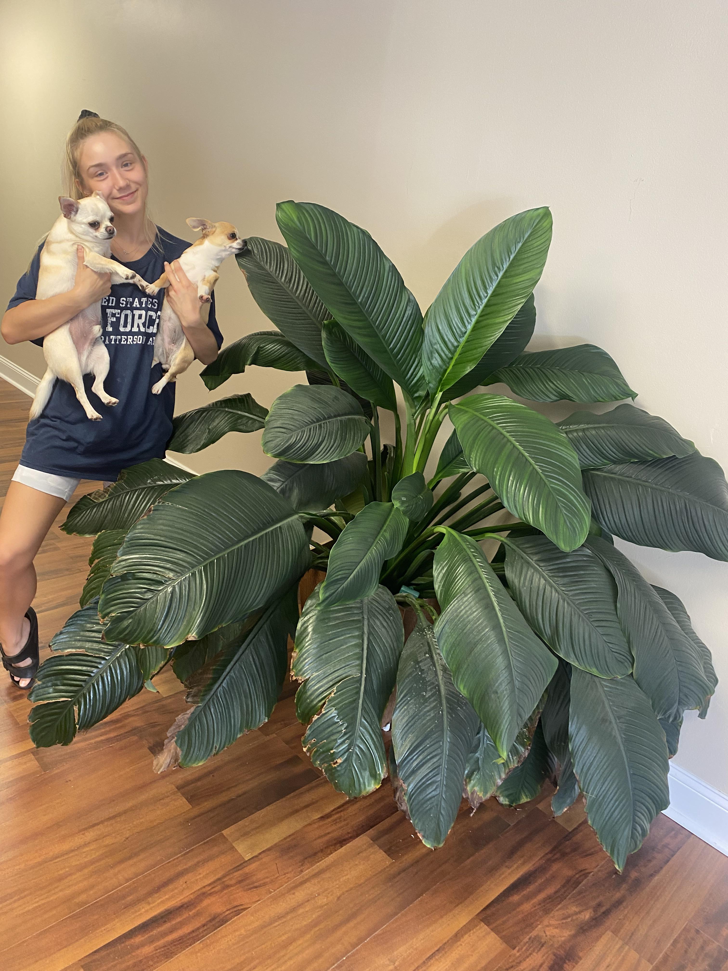 From Lowe’s clearance rack to thriving office plant.