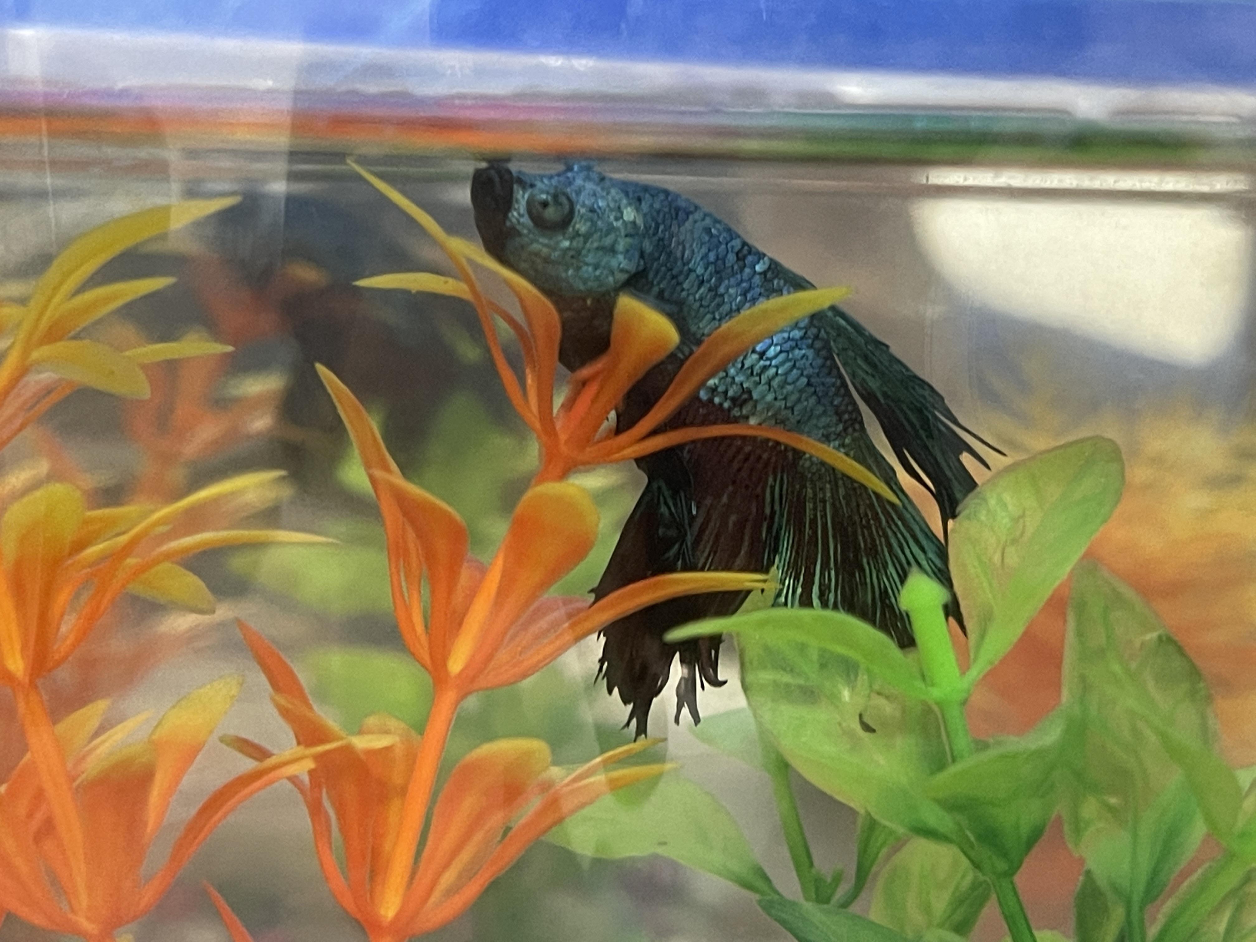 Hey Reddit. I'm taking care of my cousins aquarium setup while he's on