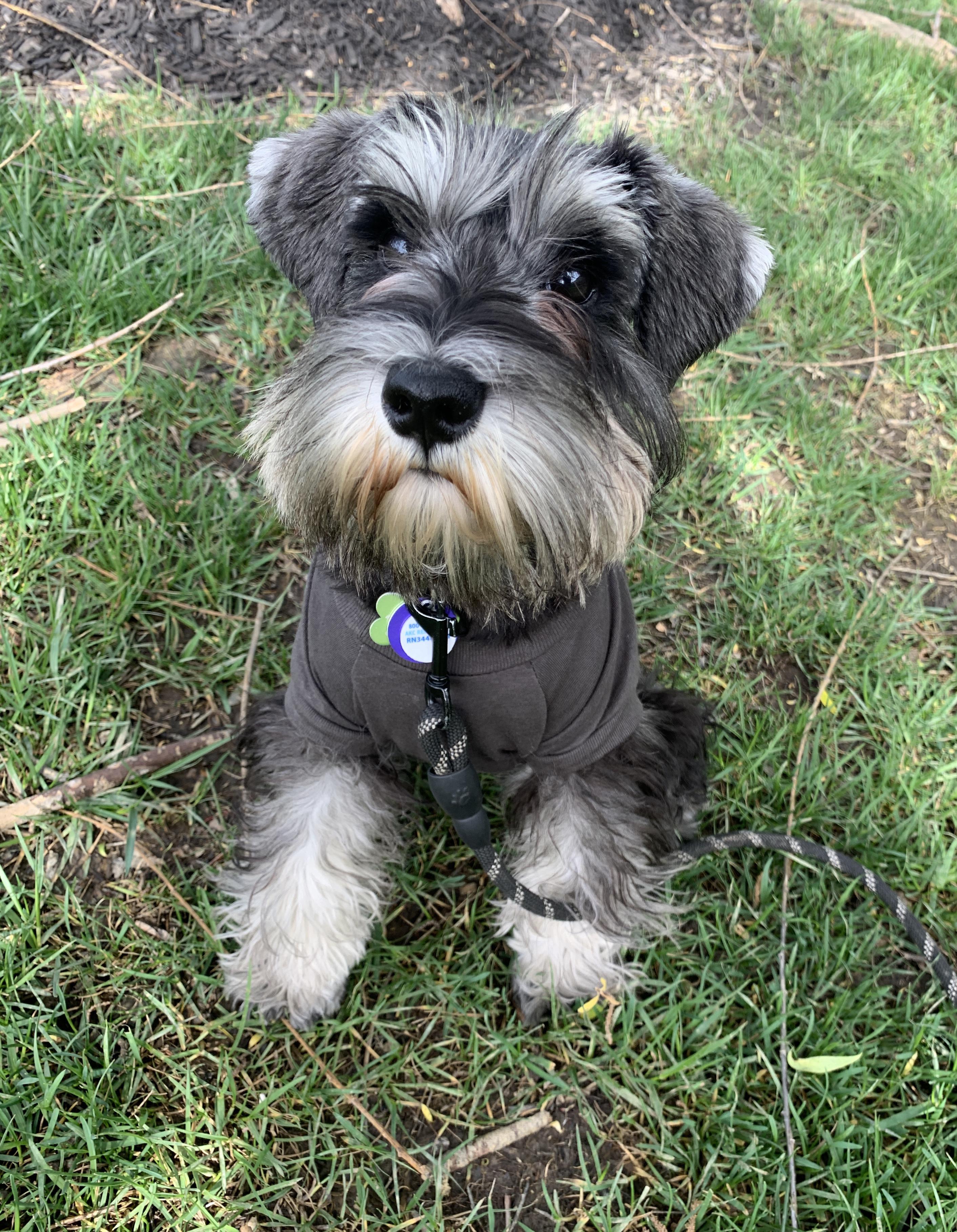 My schnauzer puppy, Ginny. She's 6 months old. r/schnauzers