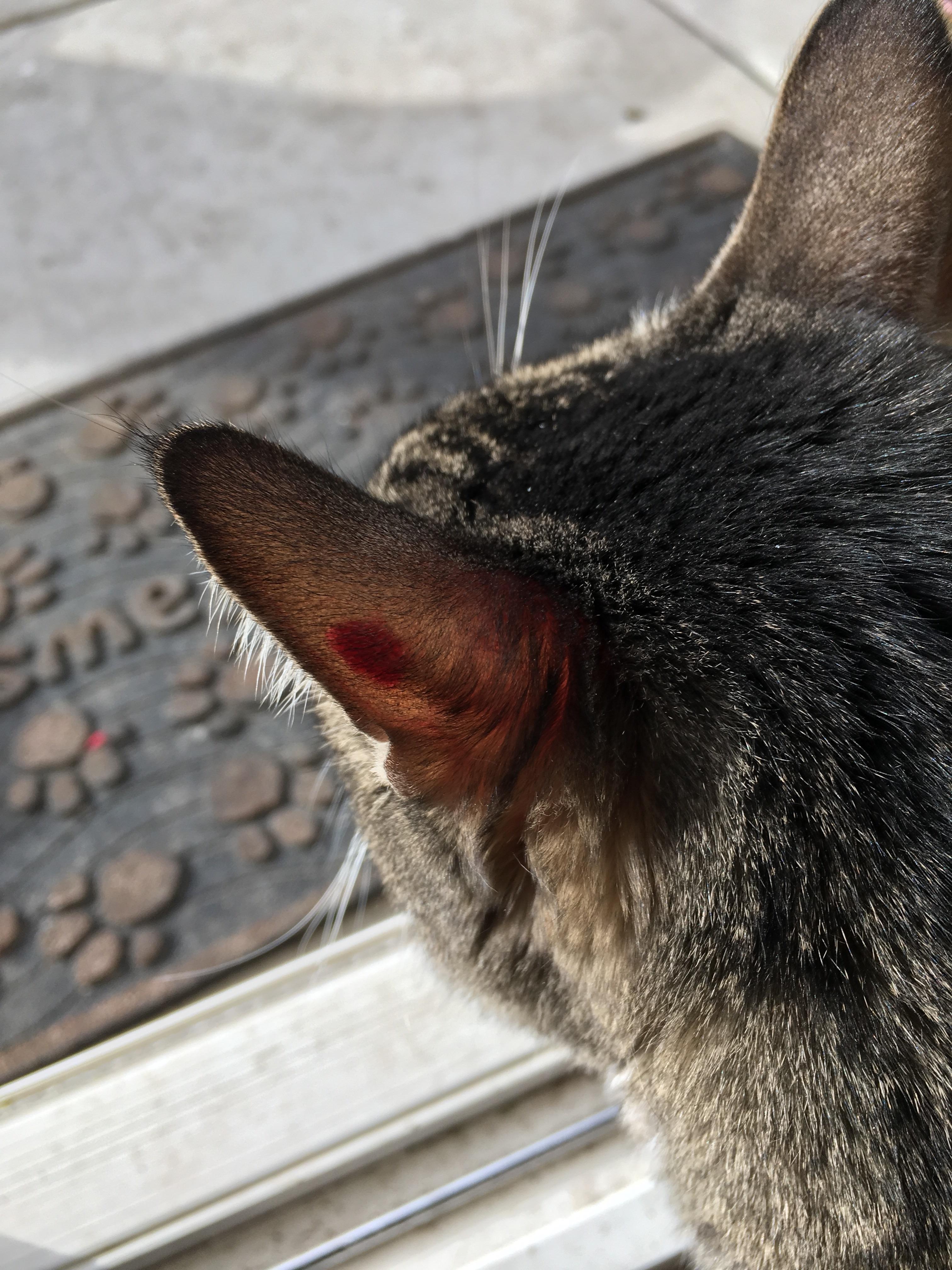 Cat Ear Red toxoplasmosis