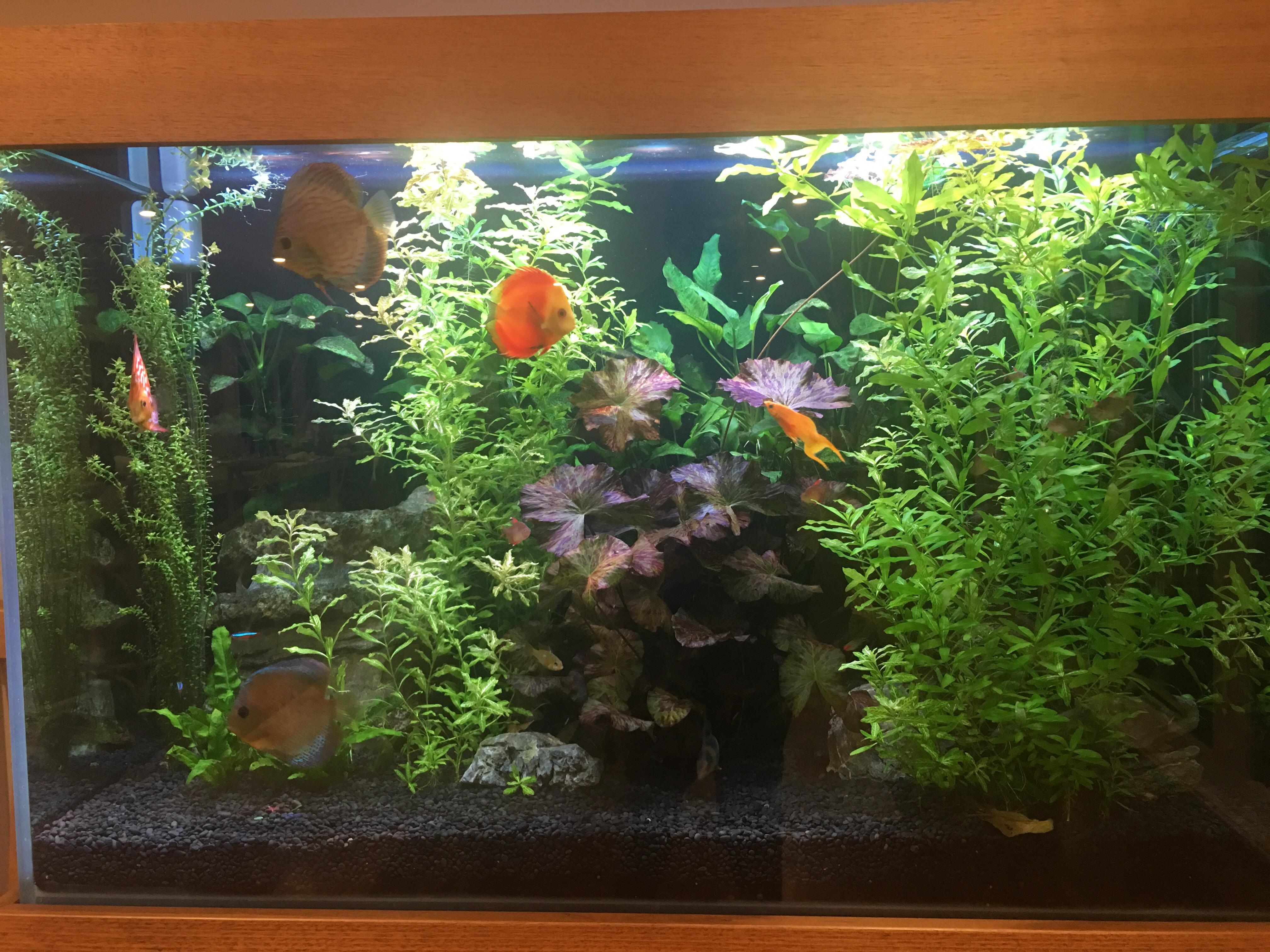 My uncle’s aquarium. Figured y’all might like it Aquariums