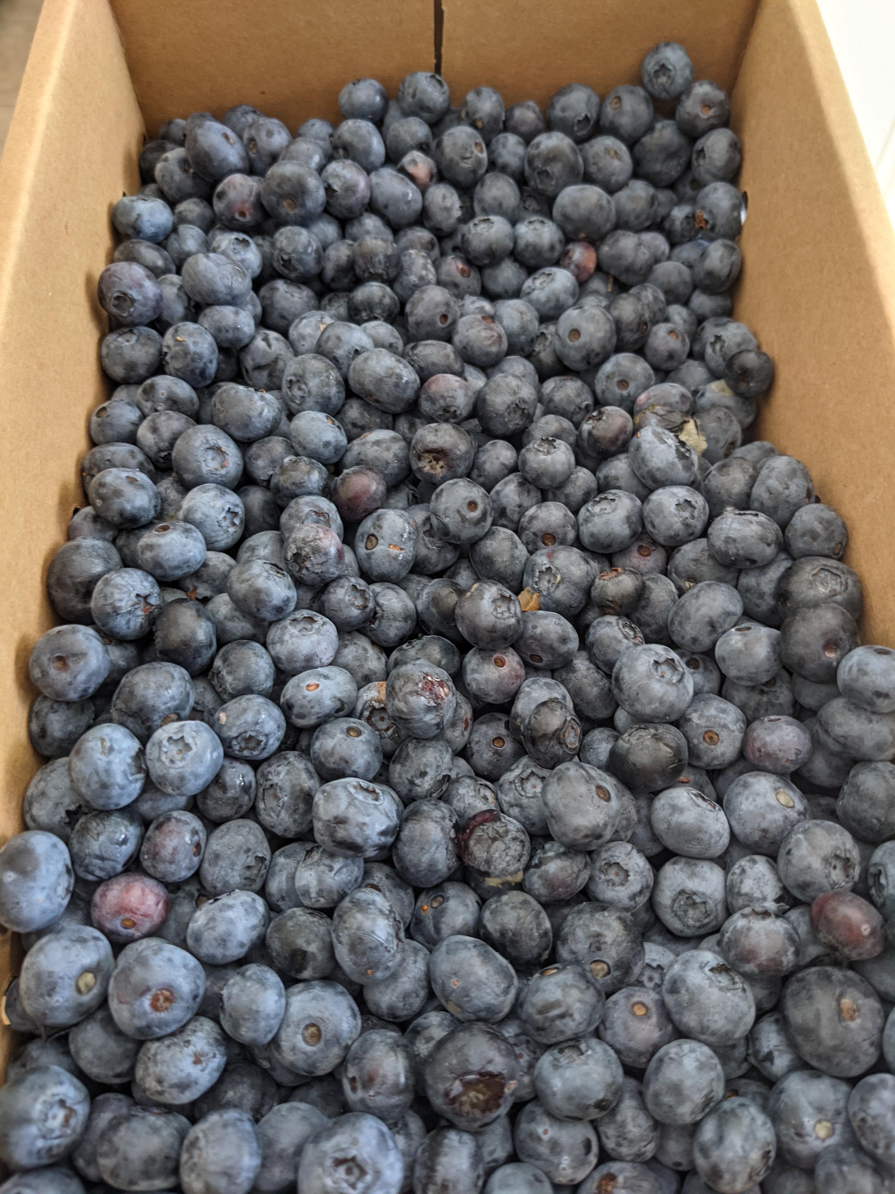 10 pounds of fresh blueberries! What is your favorite blueberry baked
