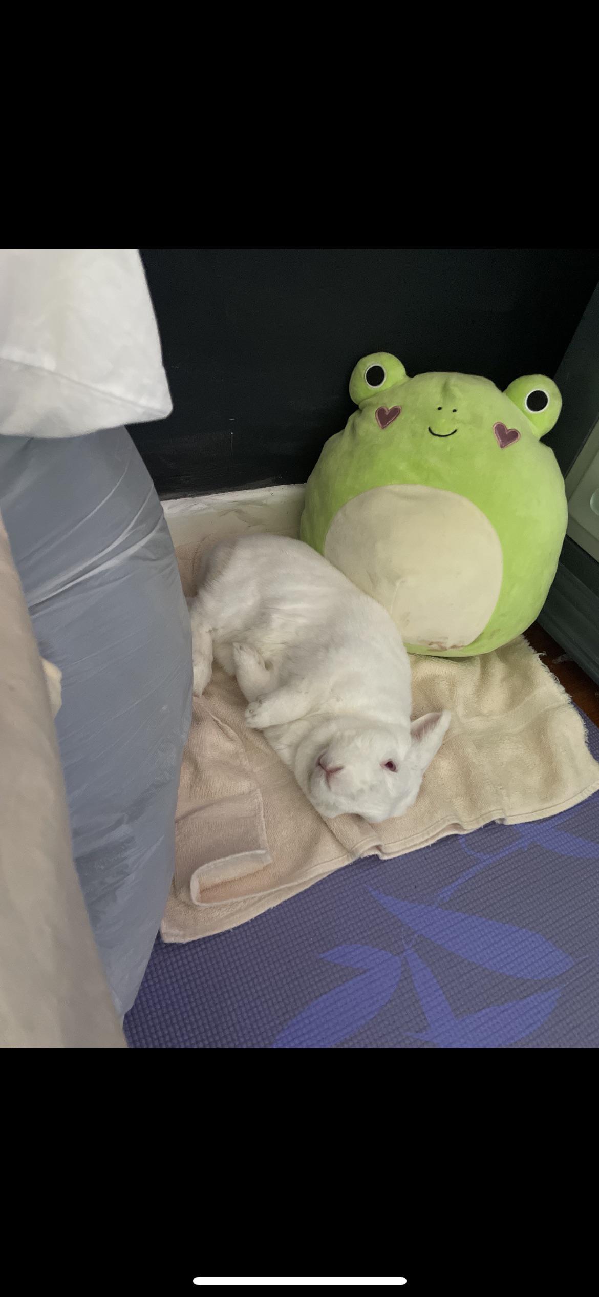 My bun is older and prone to G.I. stasis. Vet bills are getting expensive! r/Rabbits