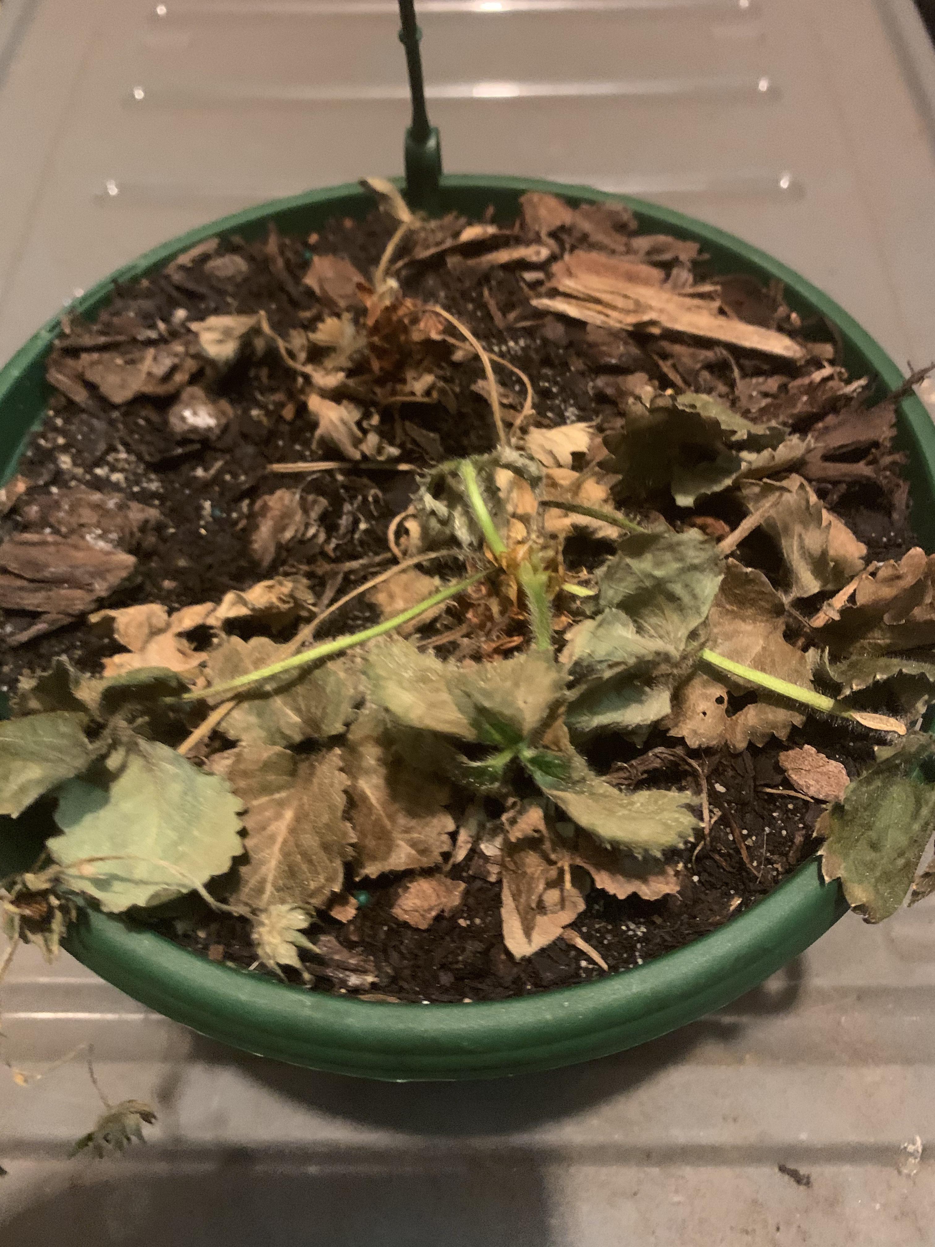 I’ve noticed my strawberry plant dying and don’t know how to help it. I