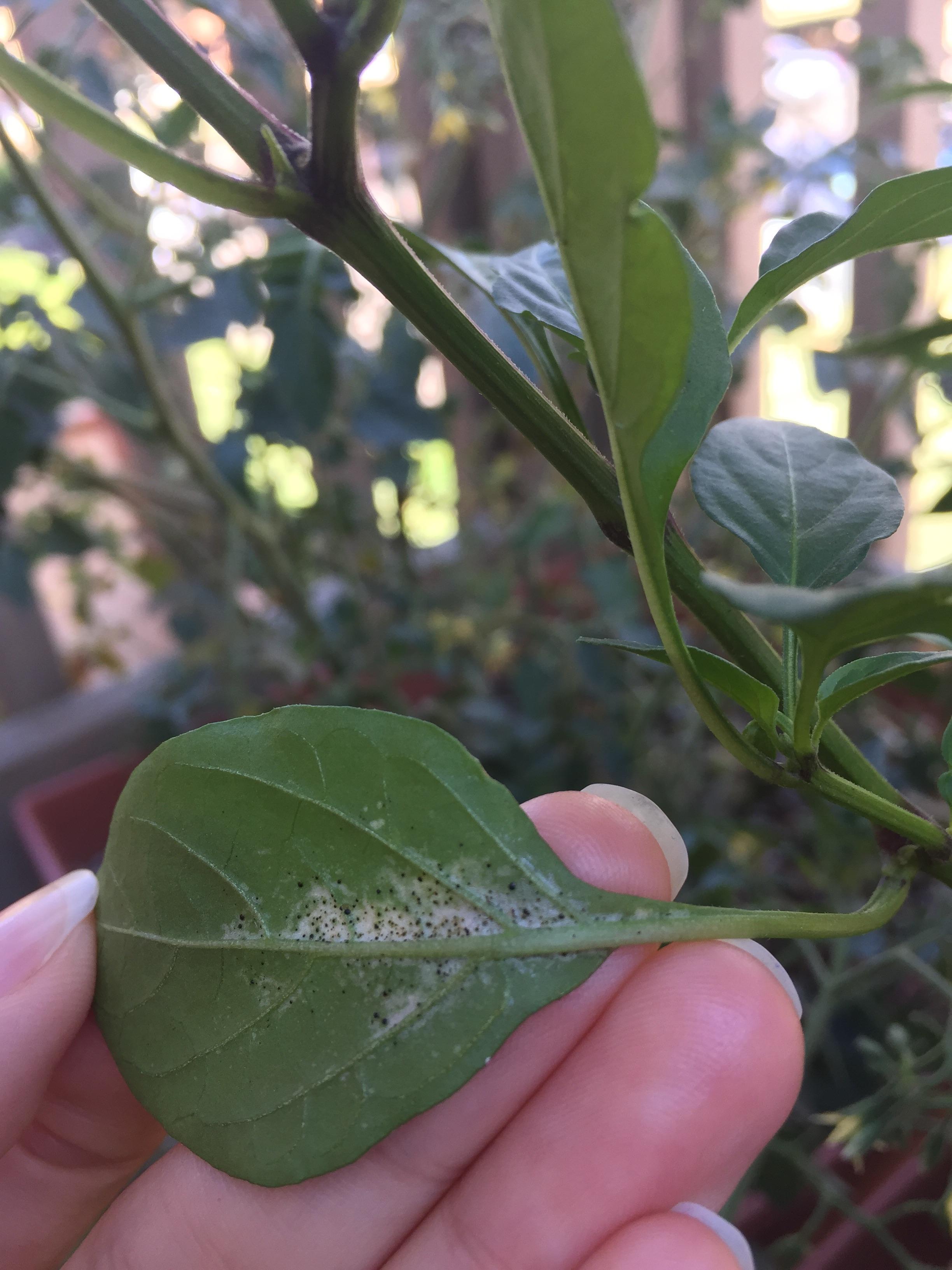 Little black spots all over my plants! ( what should I do? Help r/garden_maintenance