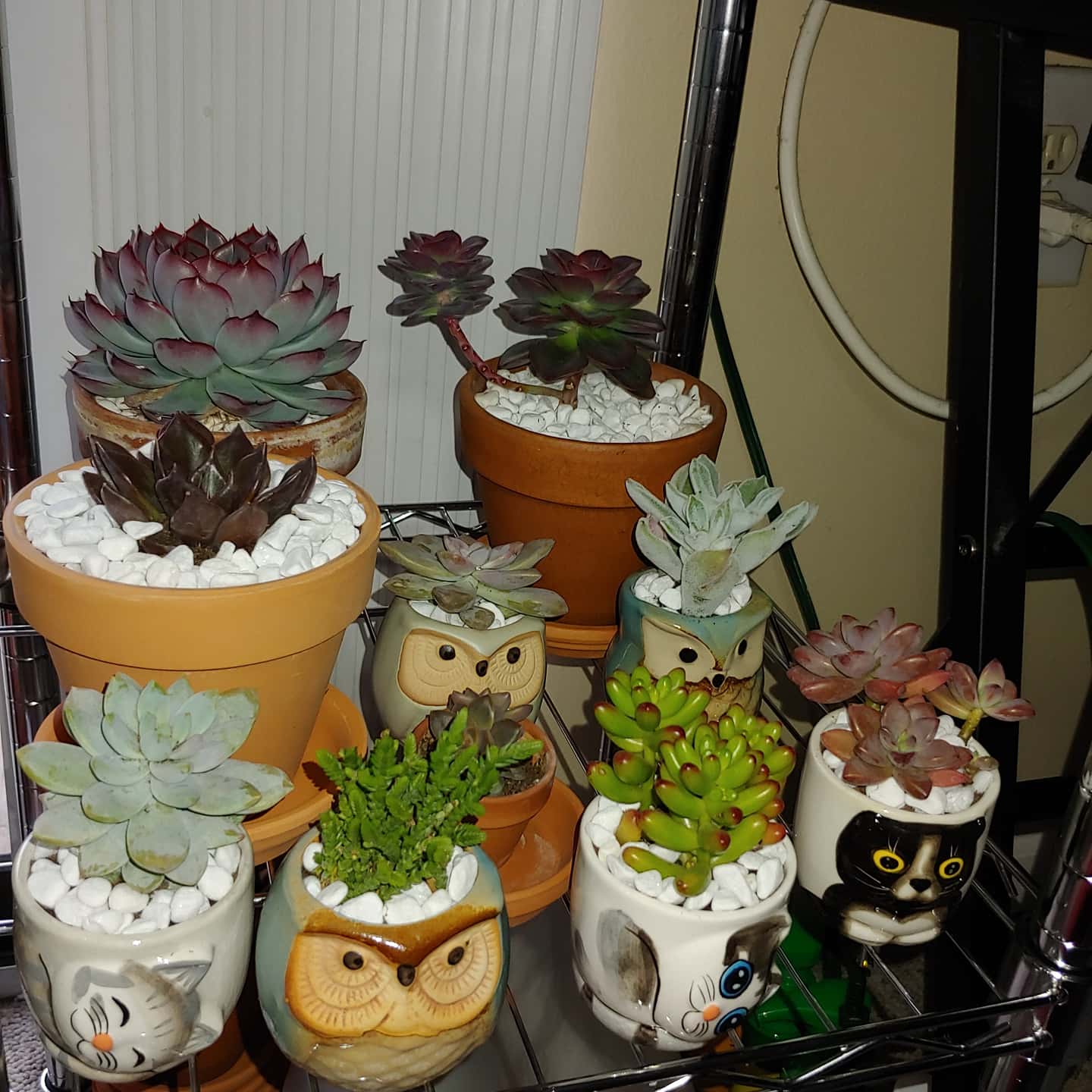The cutest little pots for the cutest little plants r/succulents