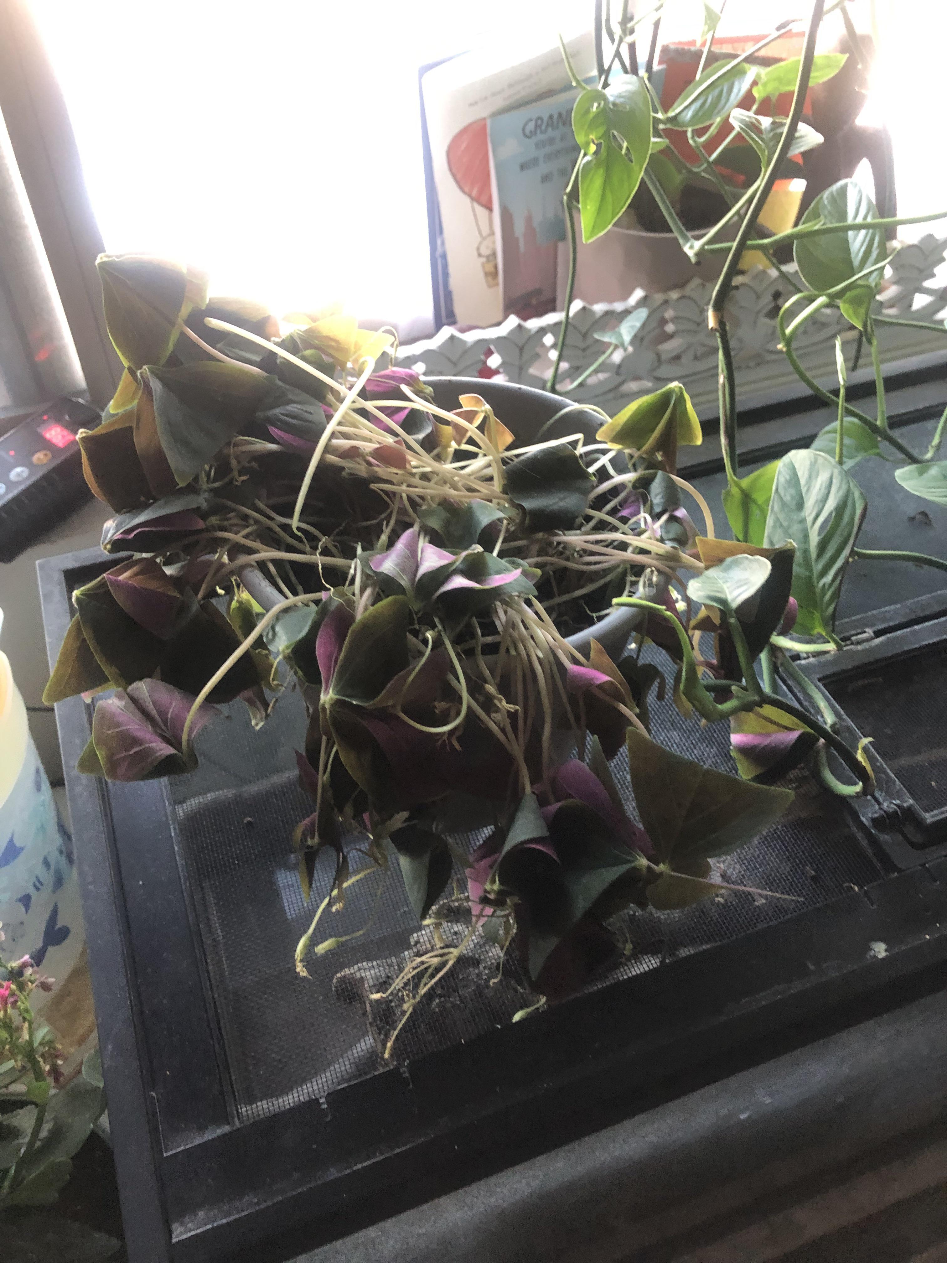 What happened to my shamrock plant? (I added an organic citrus acid