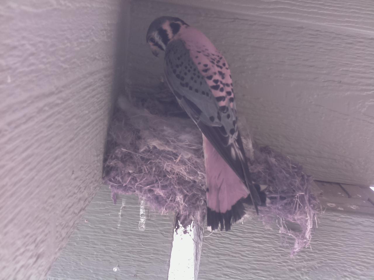 Erie, Colorado. This bird took the babies of a nest I was filming. Who