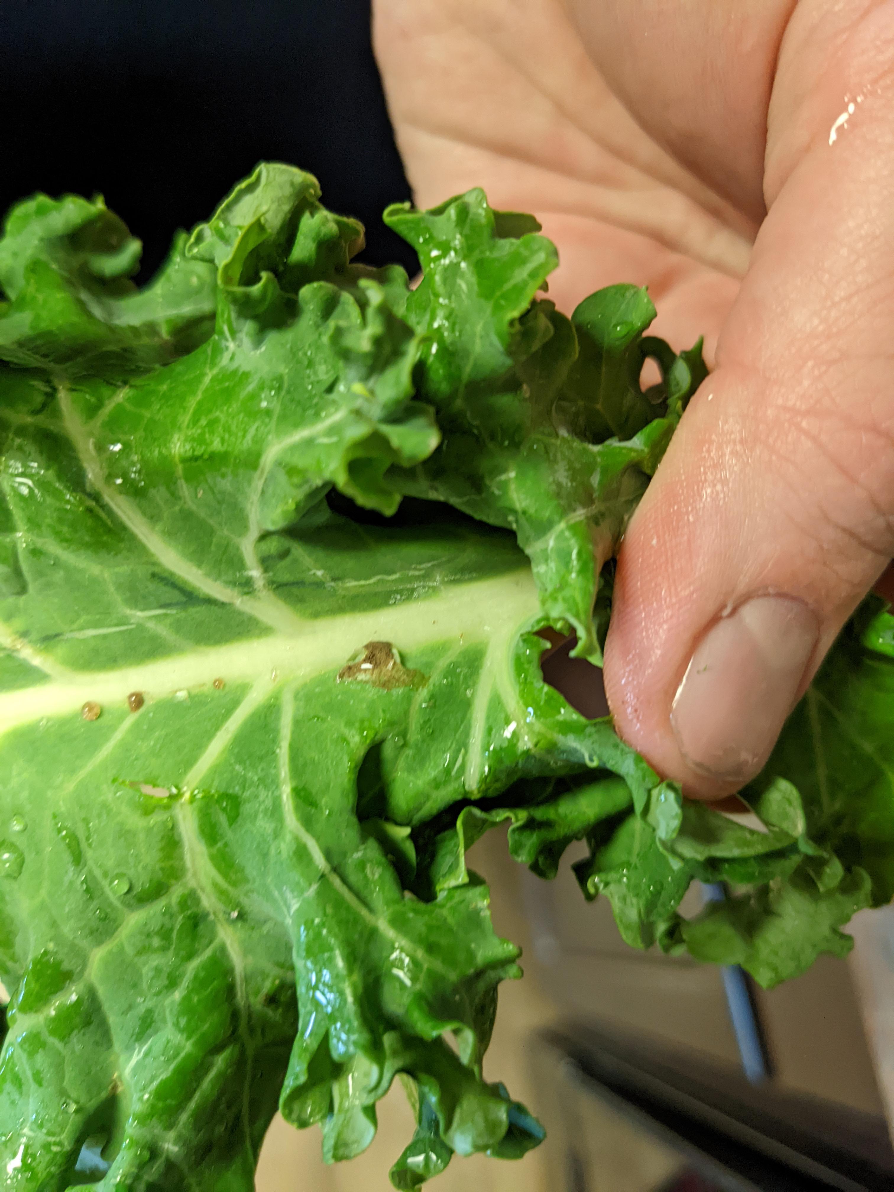 caterpillar poop on my kale? We are in Montana but this kale is from a