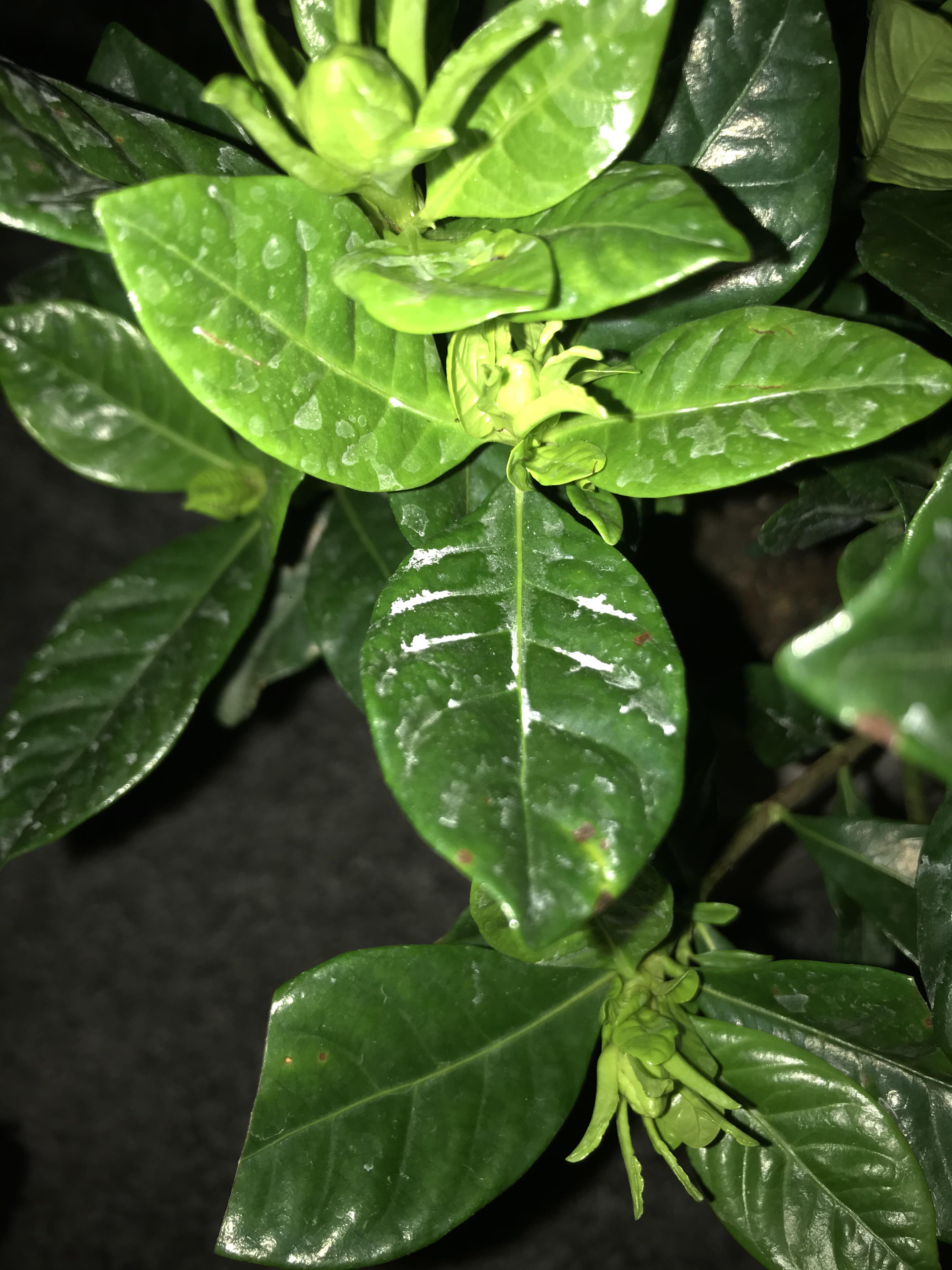 Help! I seem to have bad luck with gardenias (. Could this white stuff be Neem oil residue or
