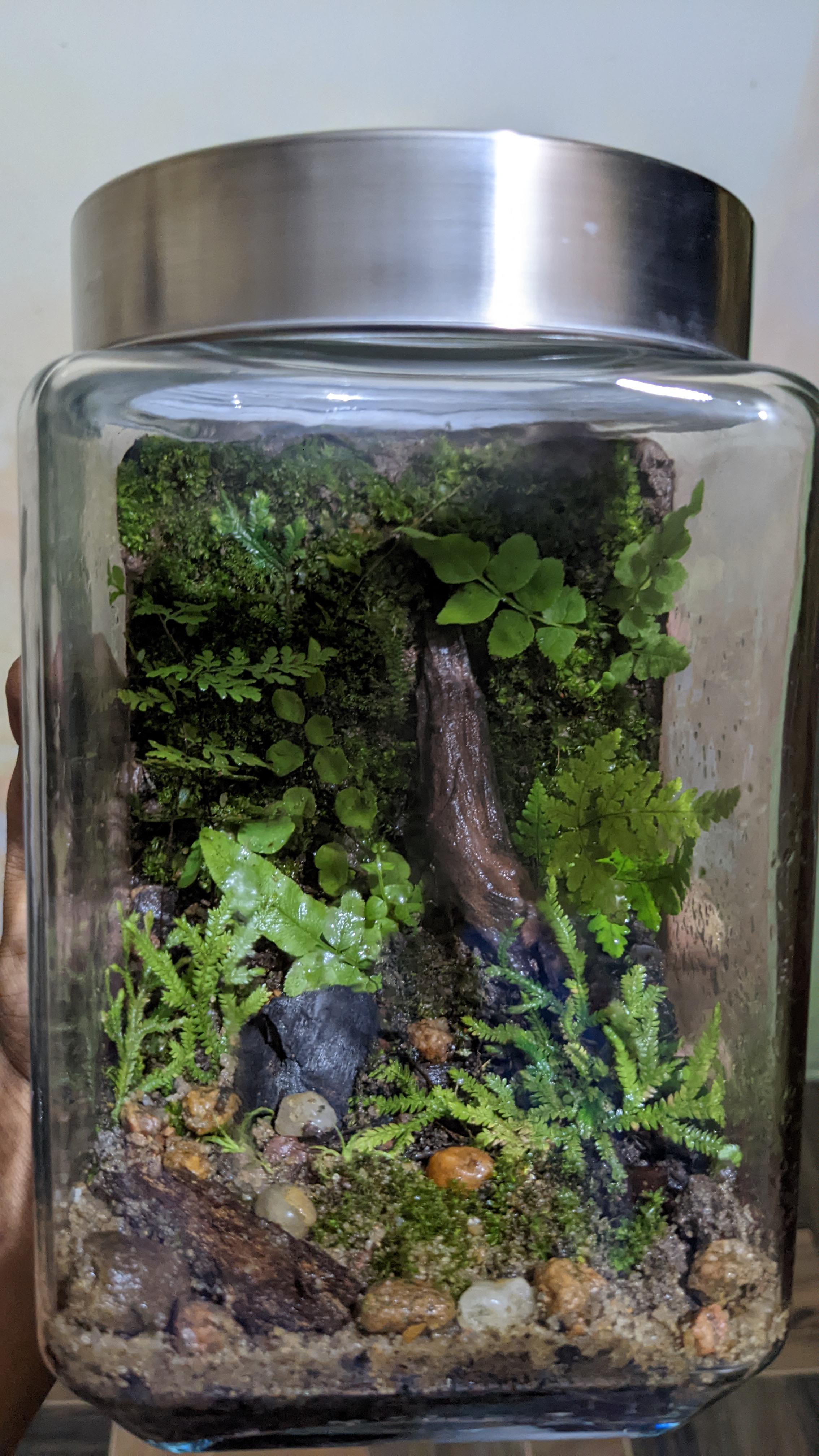 Native moss wall terrarium that I made over the weekend. Always wanted