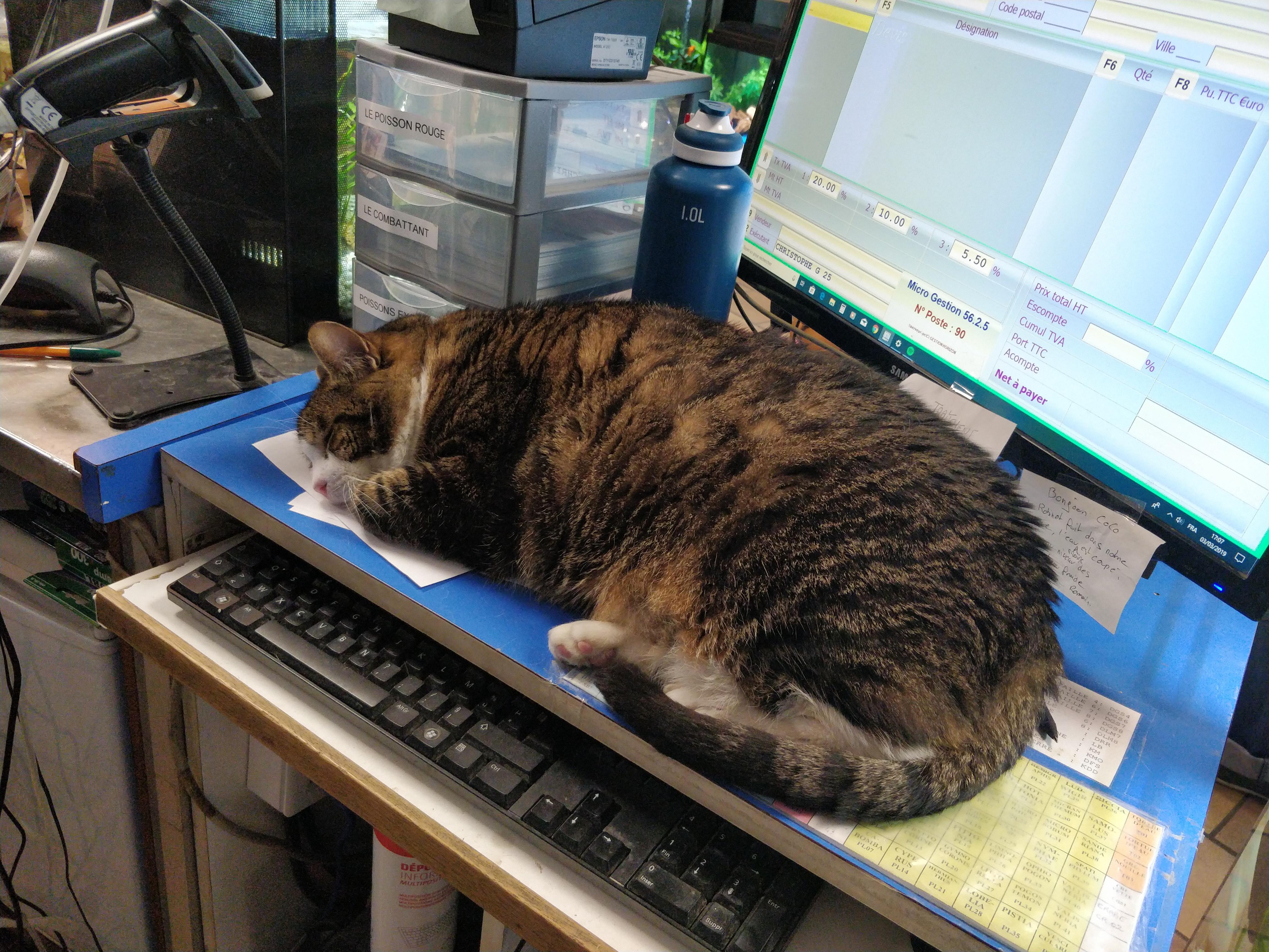 2136 best Pet Shop images on Pholder Item Shop, Aww and The Simpsons