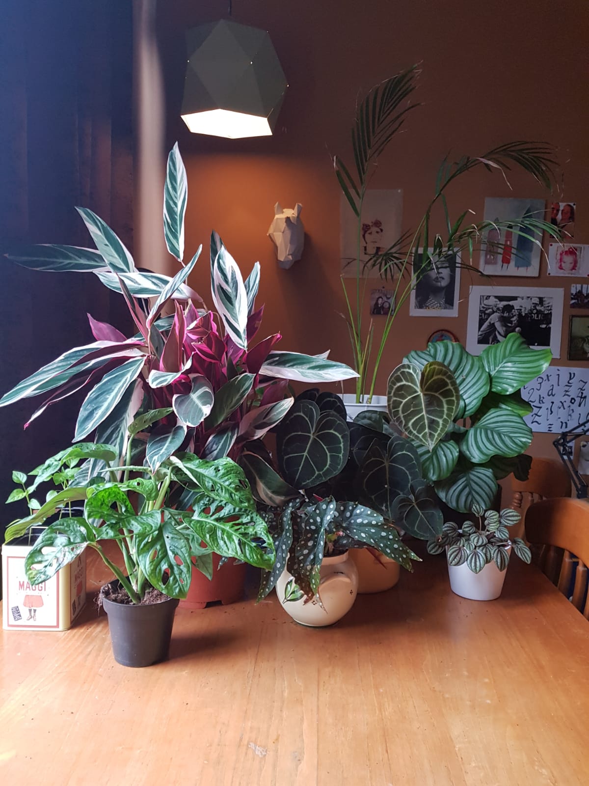 Four months ago I gave my girlfriend here first plant. This is here