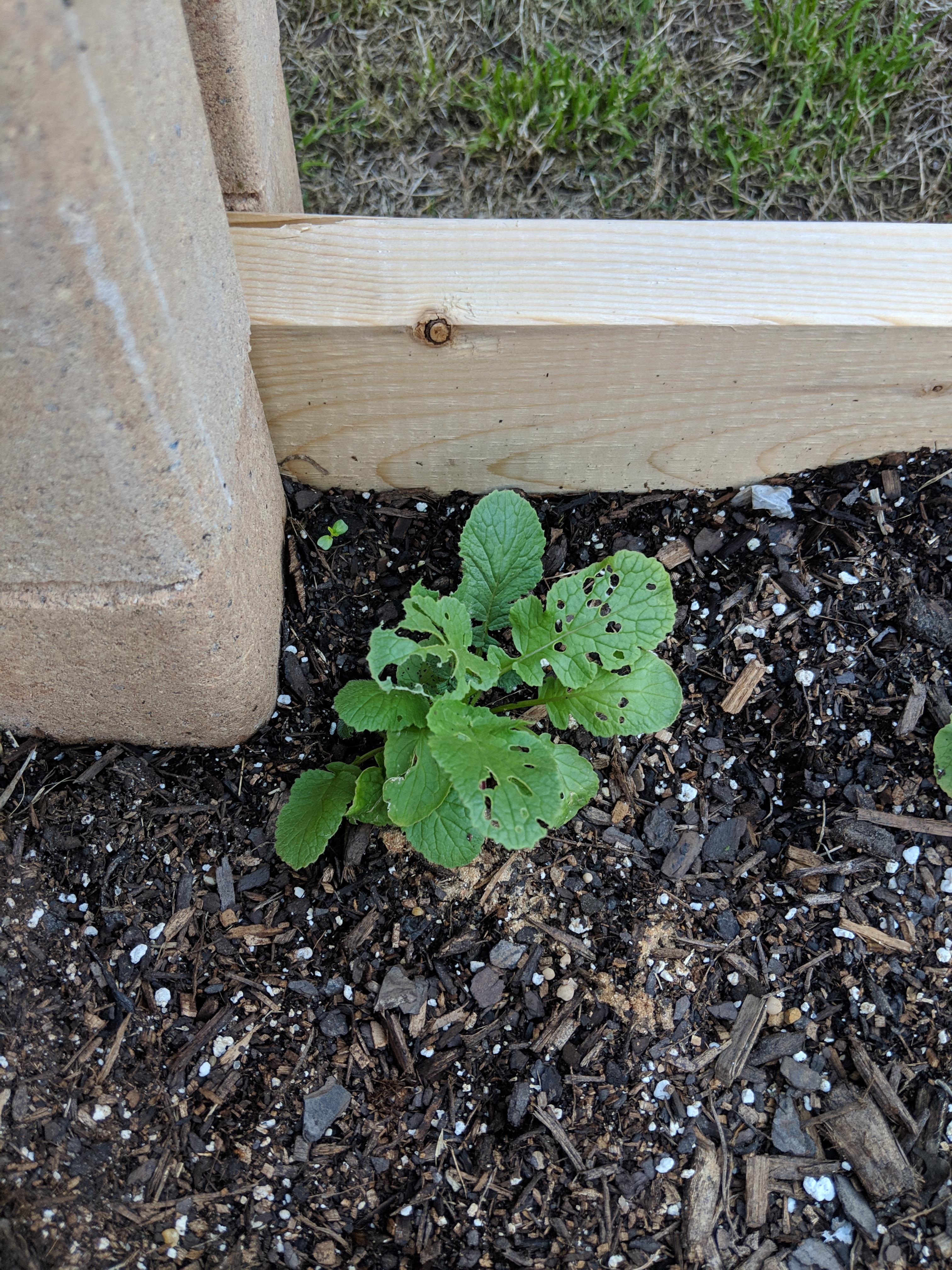 Whats eating my radishes and what organic pesticide can i use to