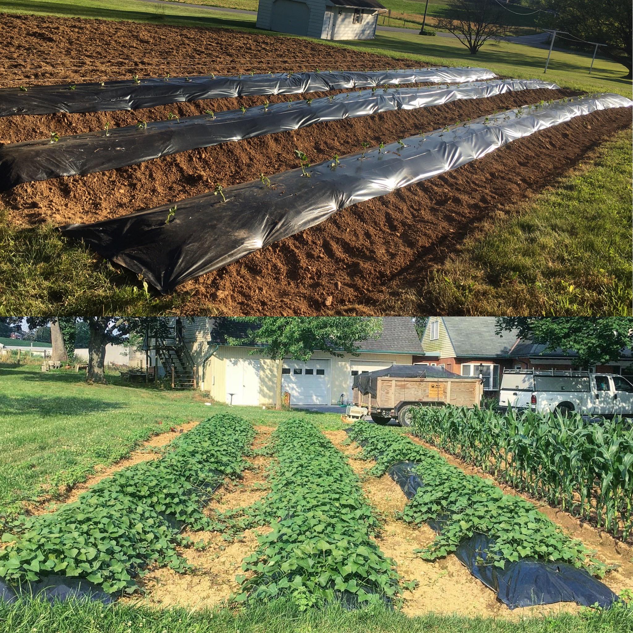 40 day difference in my sweet potato patch r/gardening