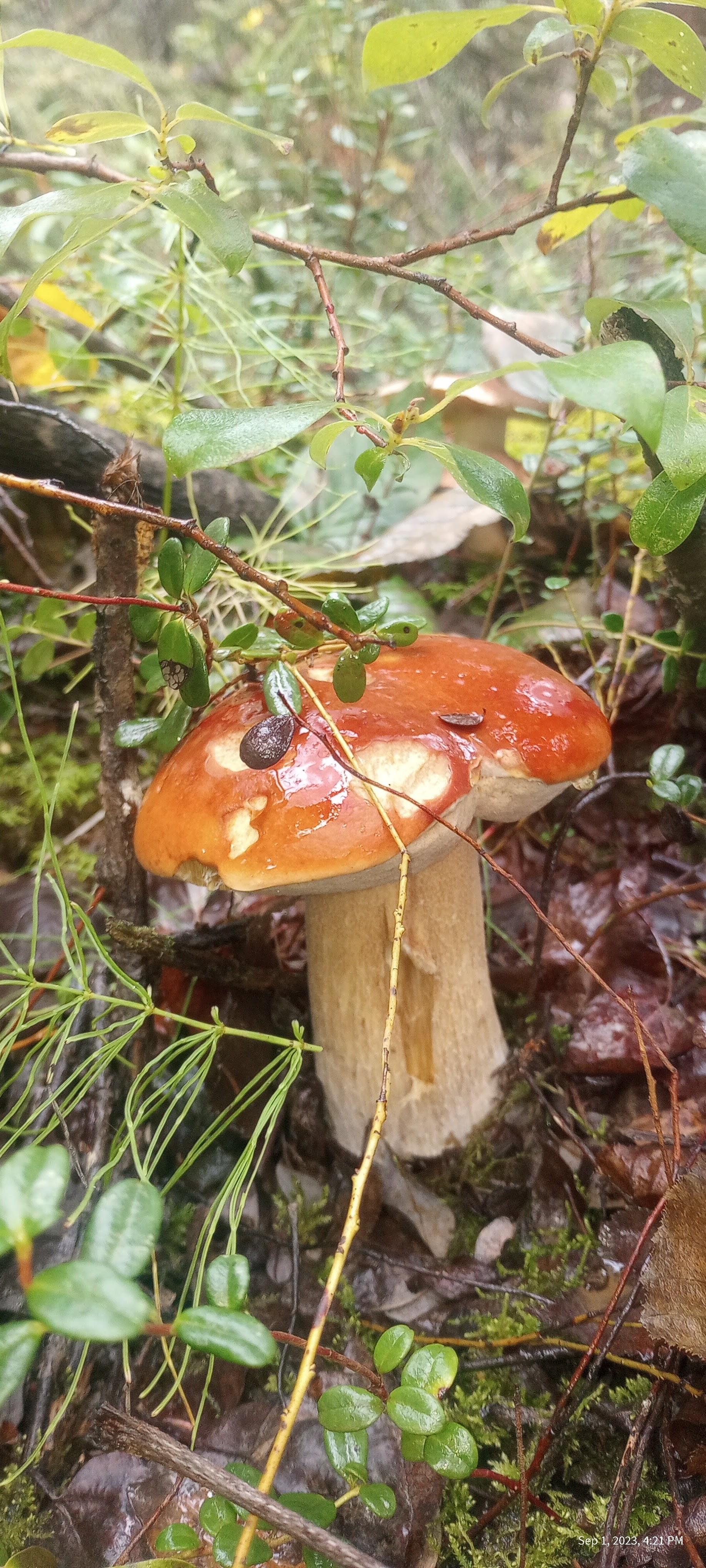 King Bolete, Two Rivers, Alaska r/MushroomPorn