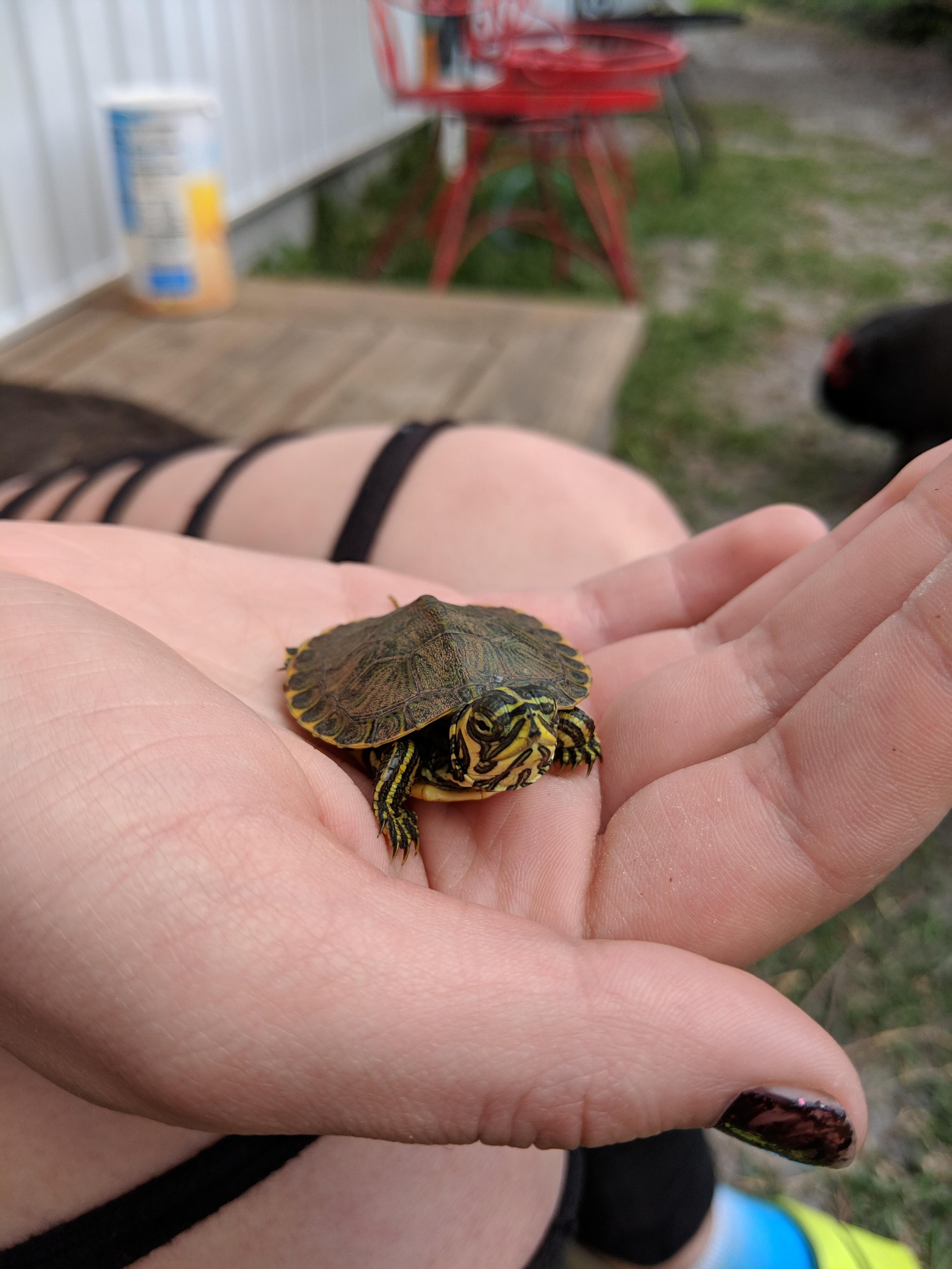 Turtles climbing wall??? r/turtle
