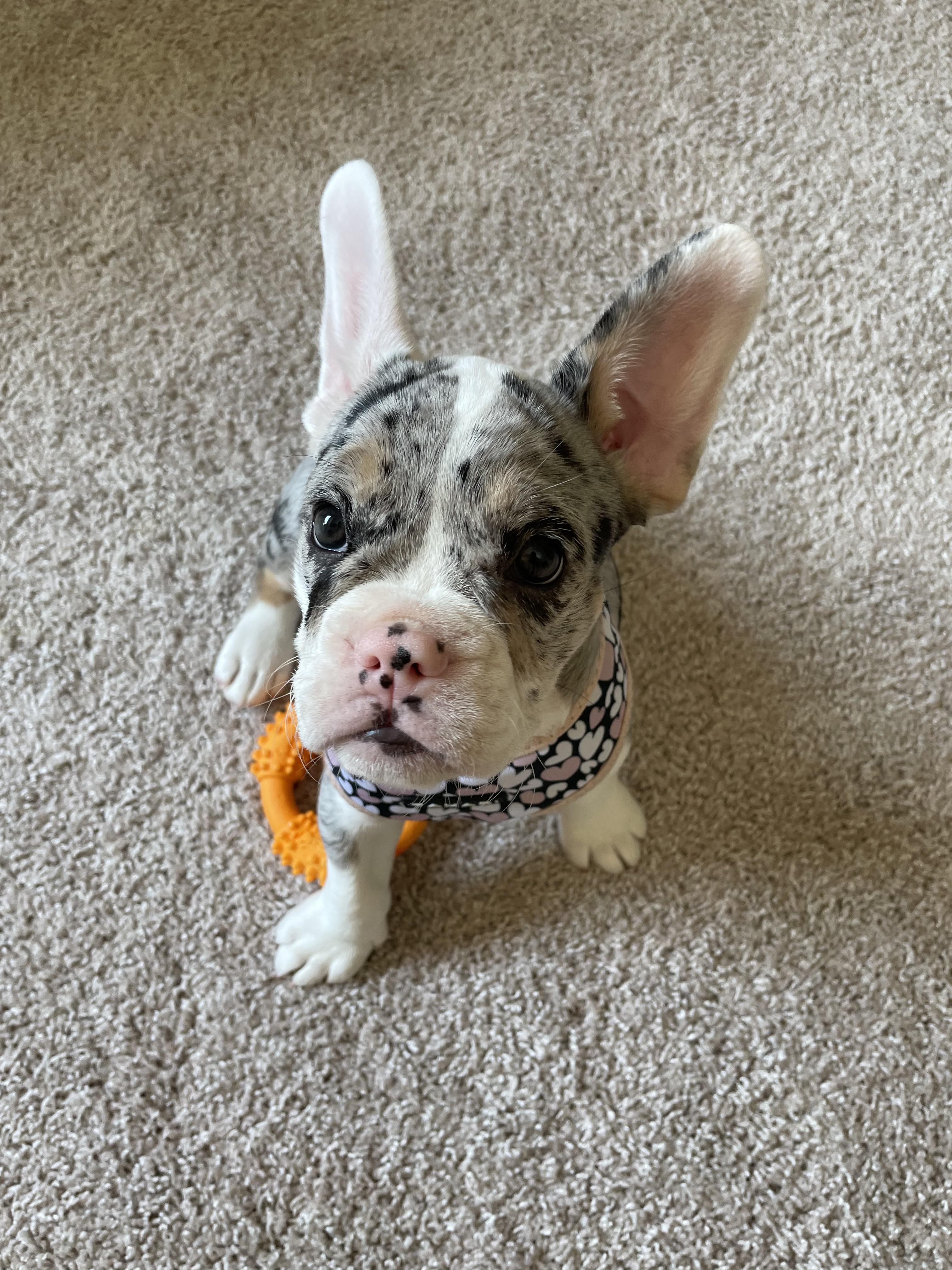 French Bulldog Dachshund Mix