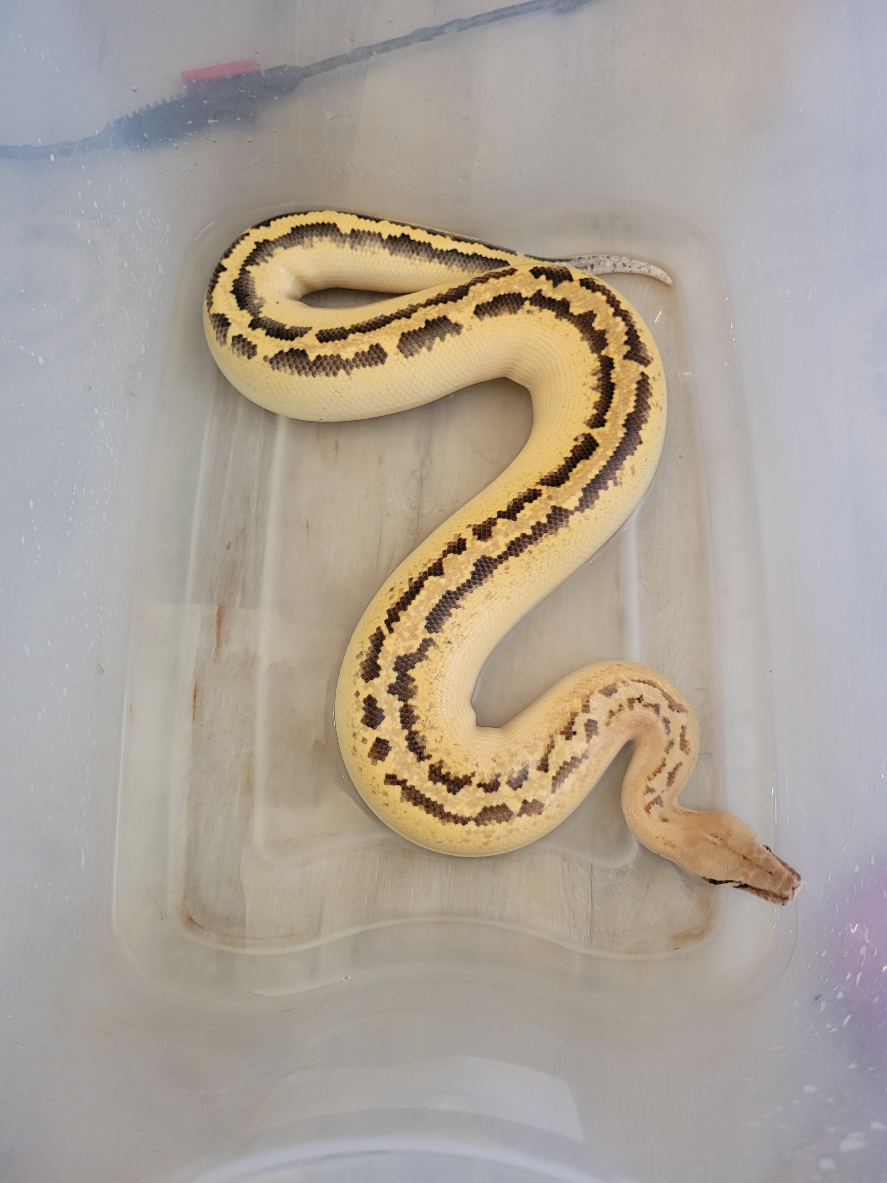 He always pees in his water bowl and just keeps soaking, had to clean