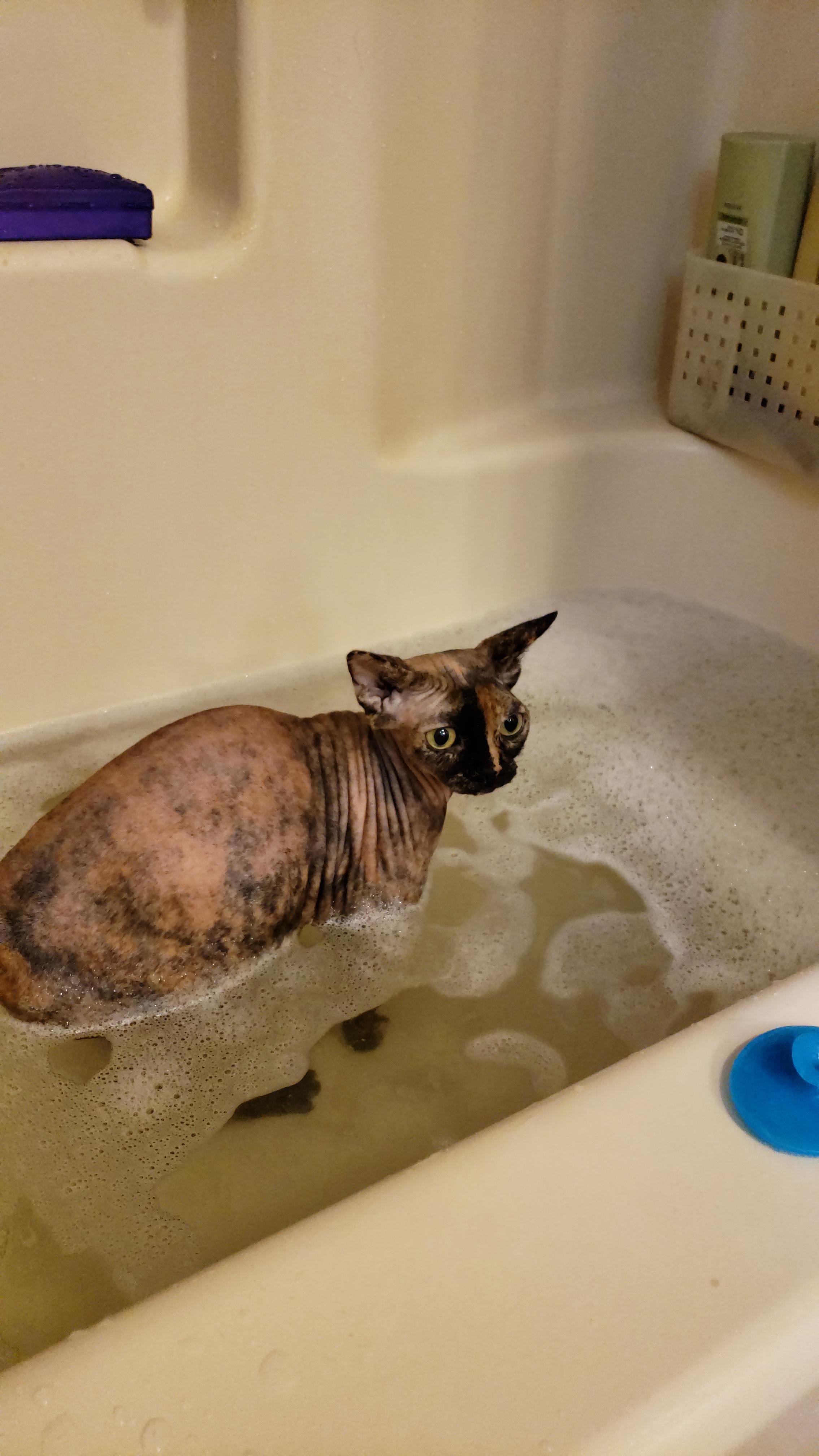 She hates it, but she smells like cheese, so it has to happen. r