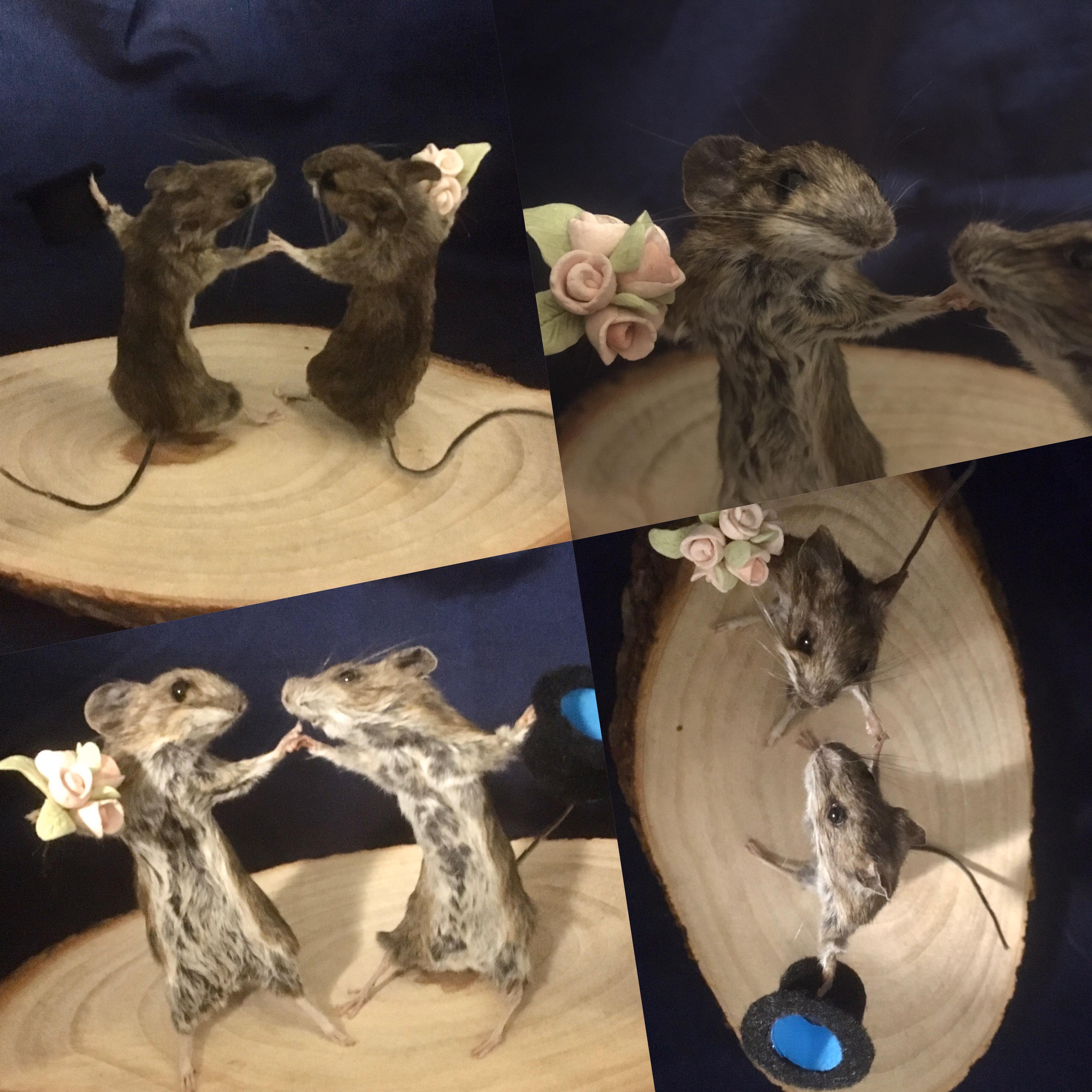Finally finished my dancing mice, what do you think? r/Taxidermy