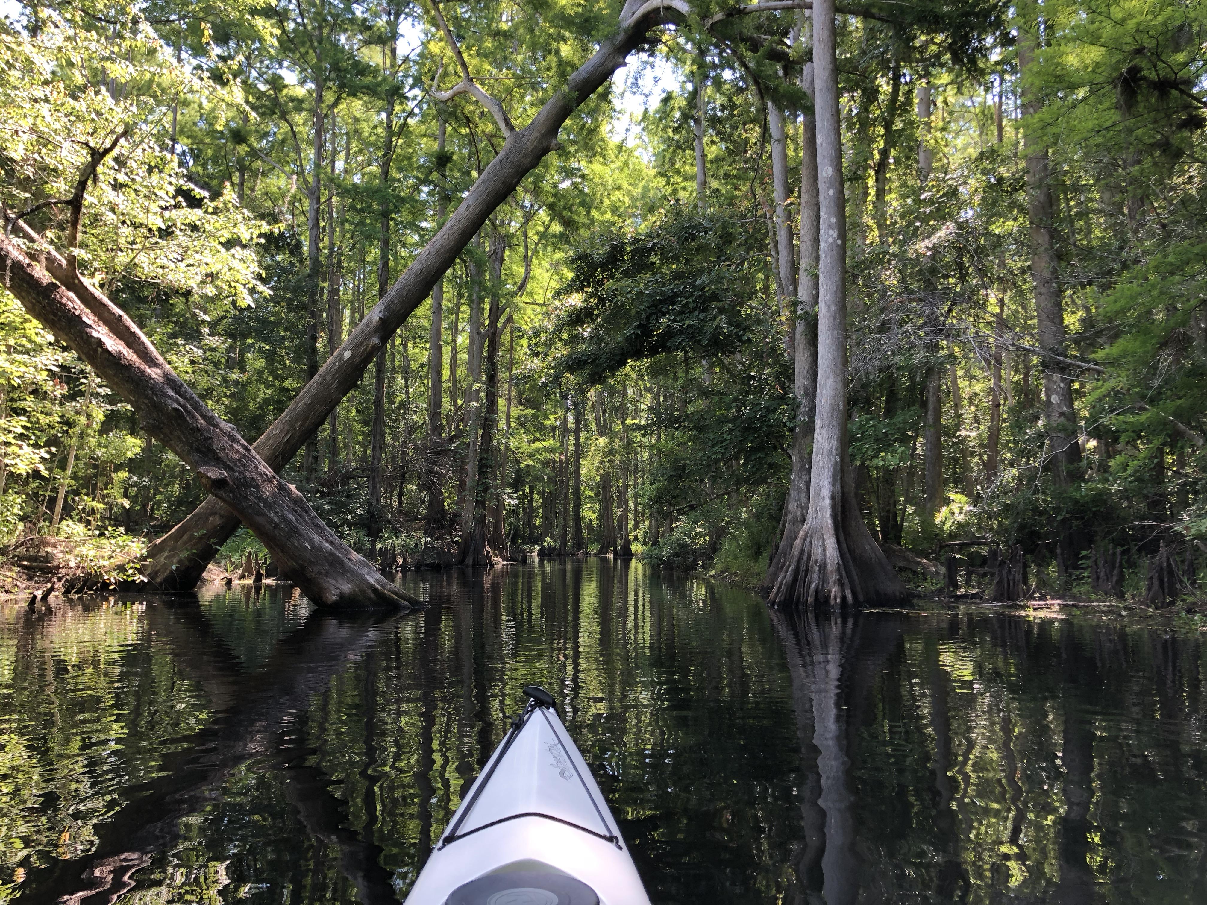 Shingle creek, Kissimmee, Fl r/Kayaking