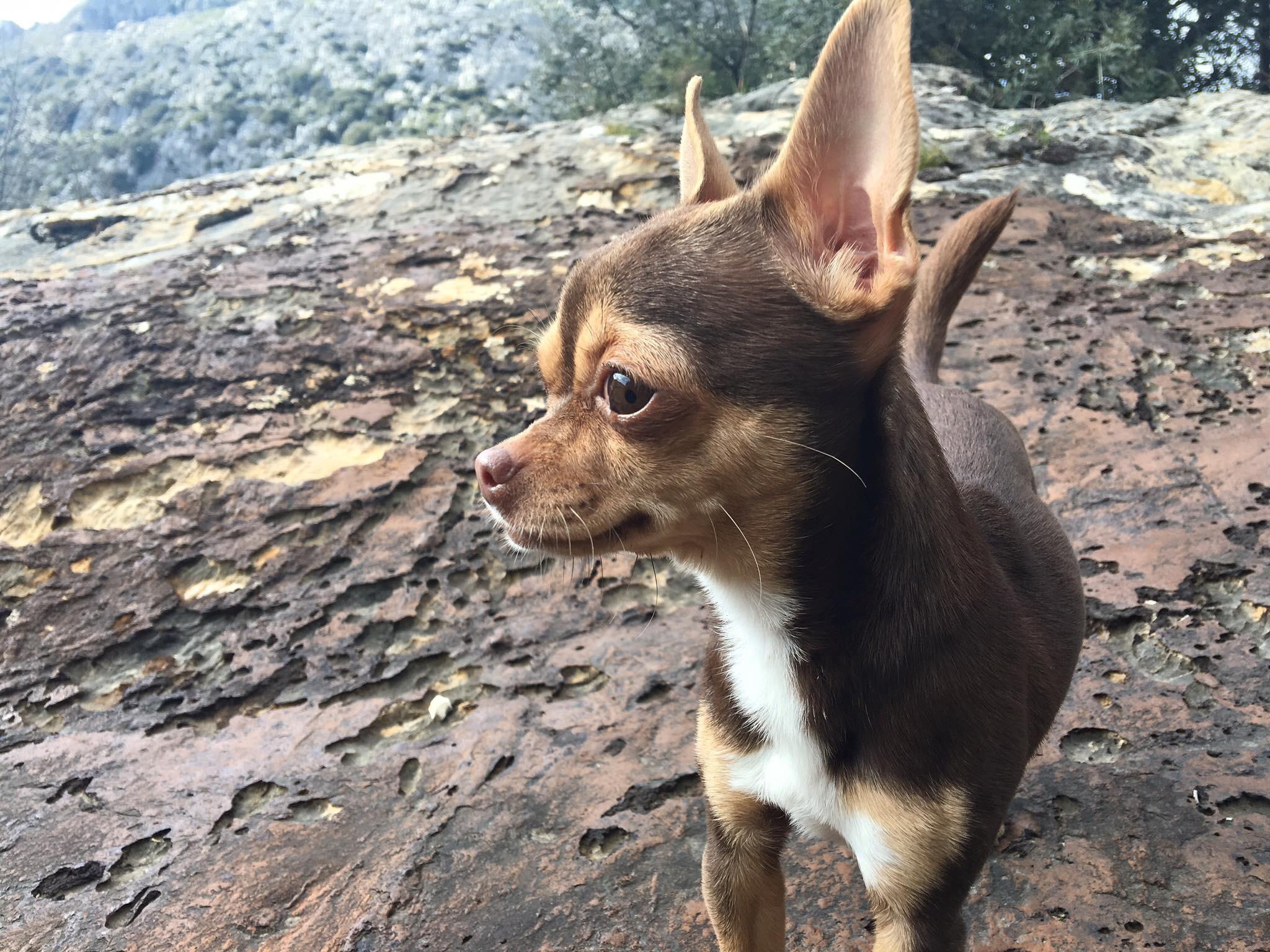 Look of the wild r/Chihuahua