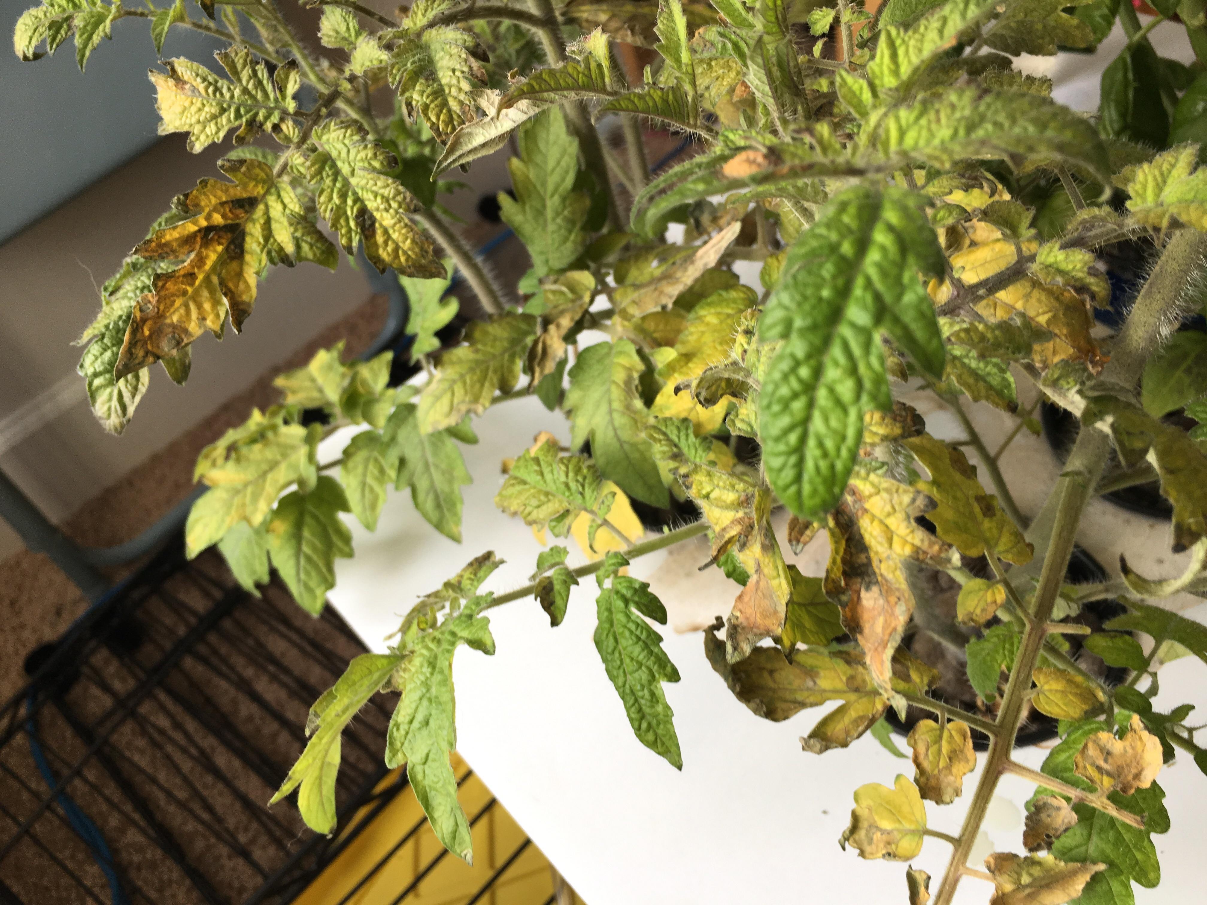 My tomato plants aren’t doing so good. Help! I think they might be