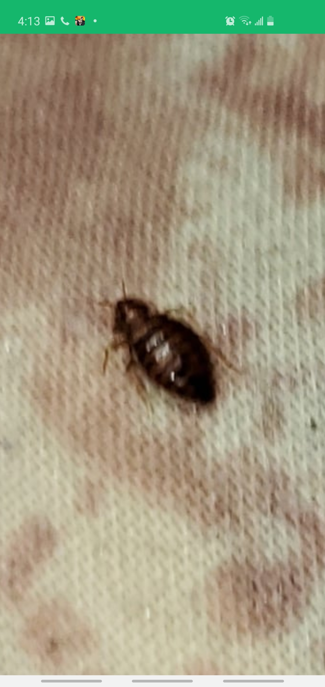 Found on my bed it was just crawling around slowly its about half the